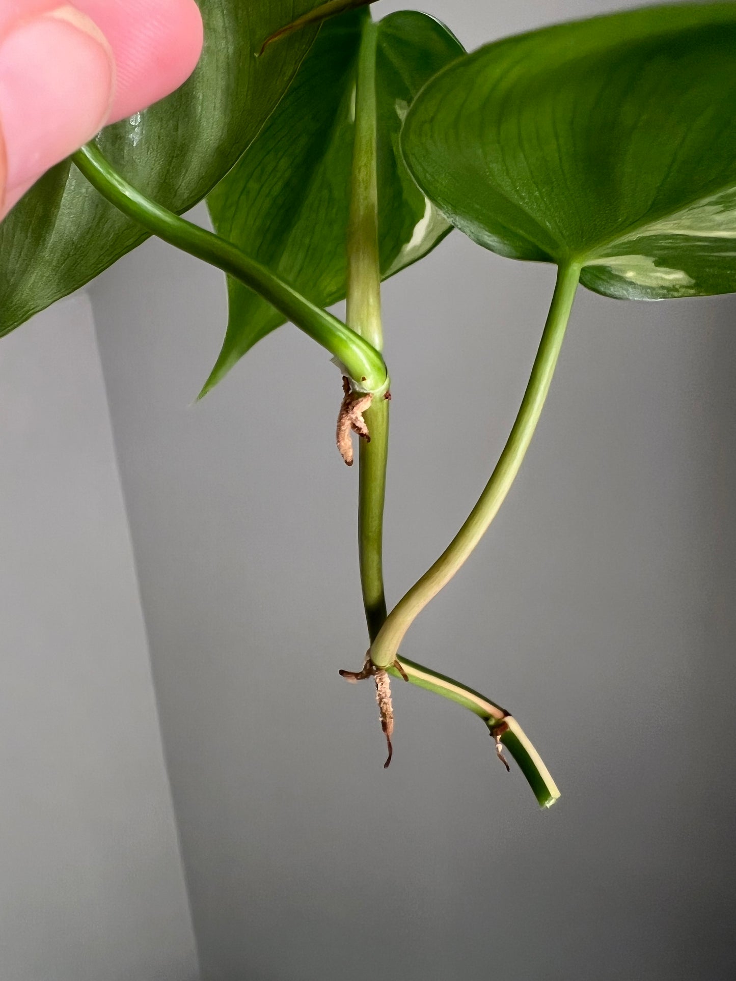 Philodendron Heartleaf Albo FRESH TOP CUT