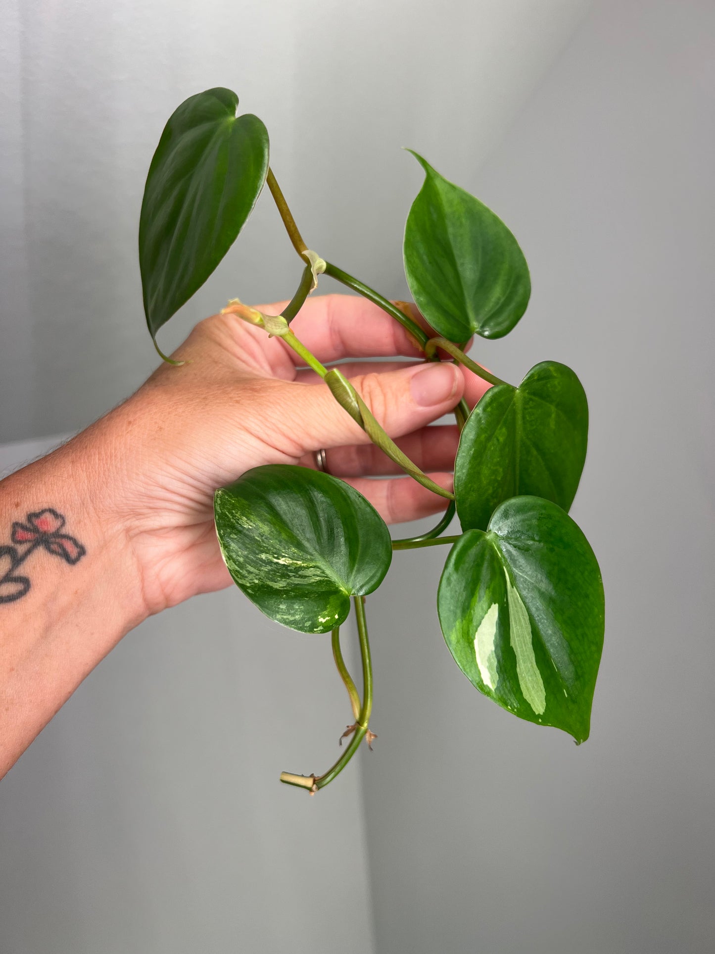 Philodendron Heartleaf Albo FRESH TOP CUT