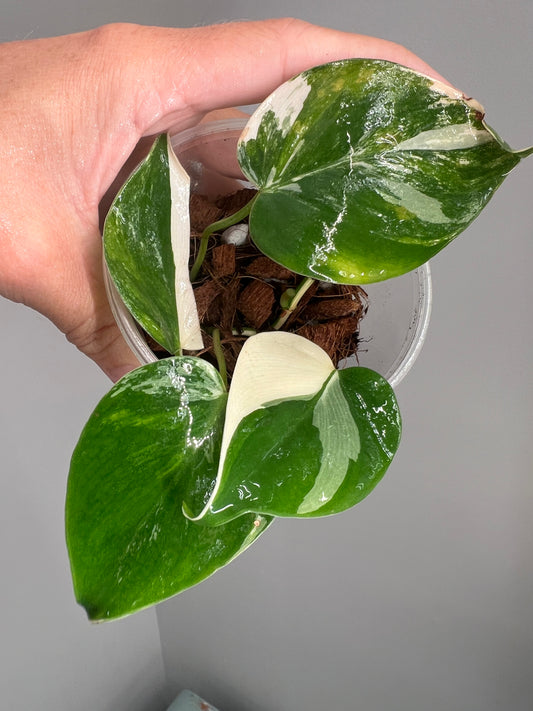 Philodendron Heartleaf Albo