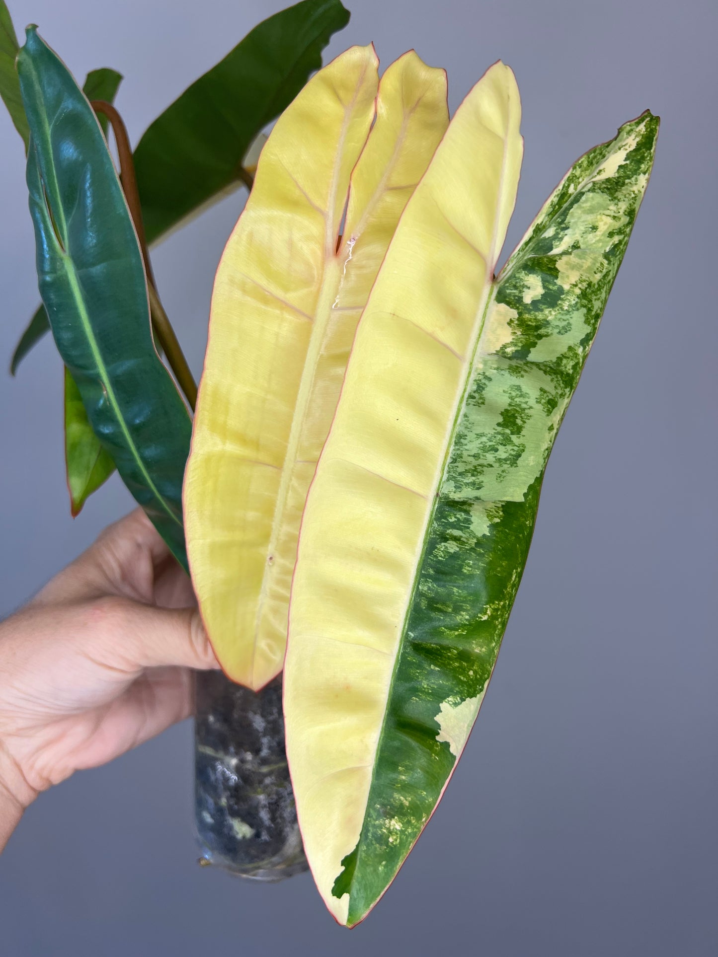 Philodendron Billietiae Variegated
