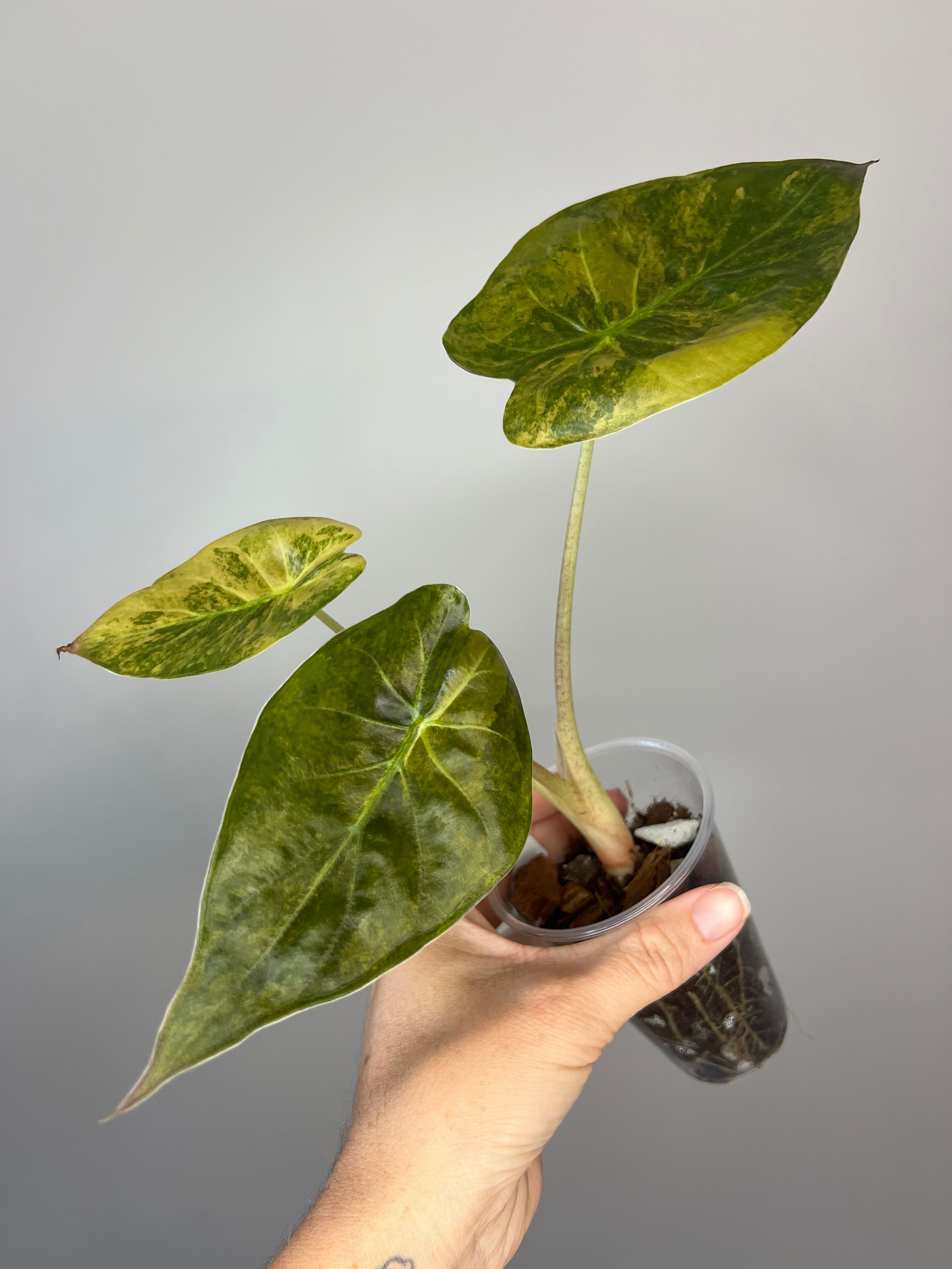 Alocasia Wentii Sunset - Stunning Tropical Statement Plant
