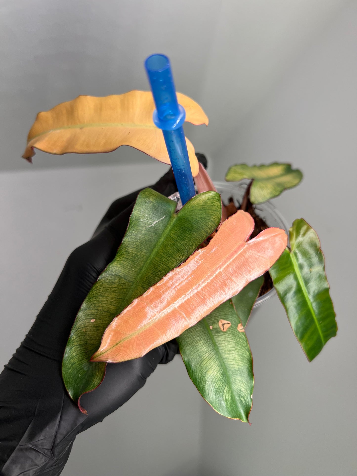 Philodendron Black Billietiea Blue Mint