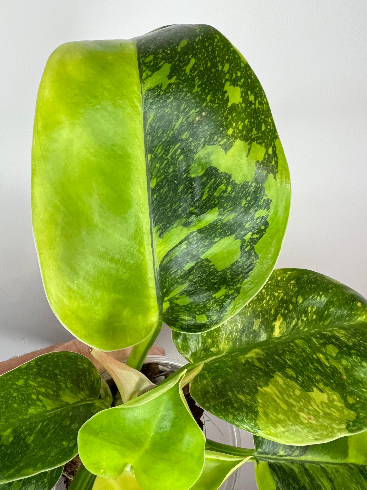 Philodendron Green Congo Nuclear