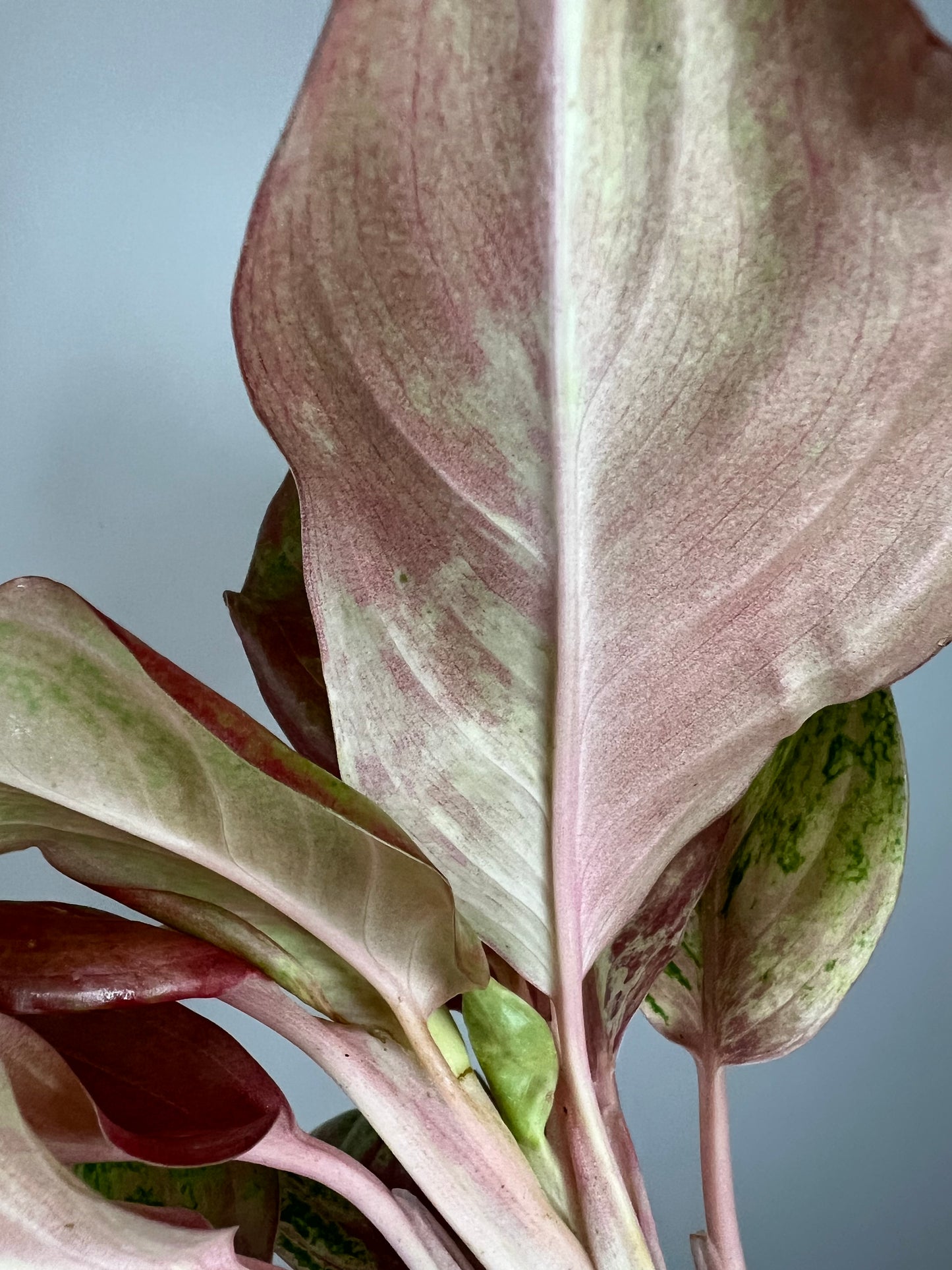 Aglaonema Bethany Variegated