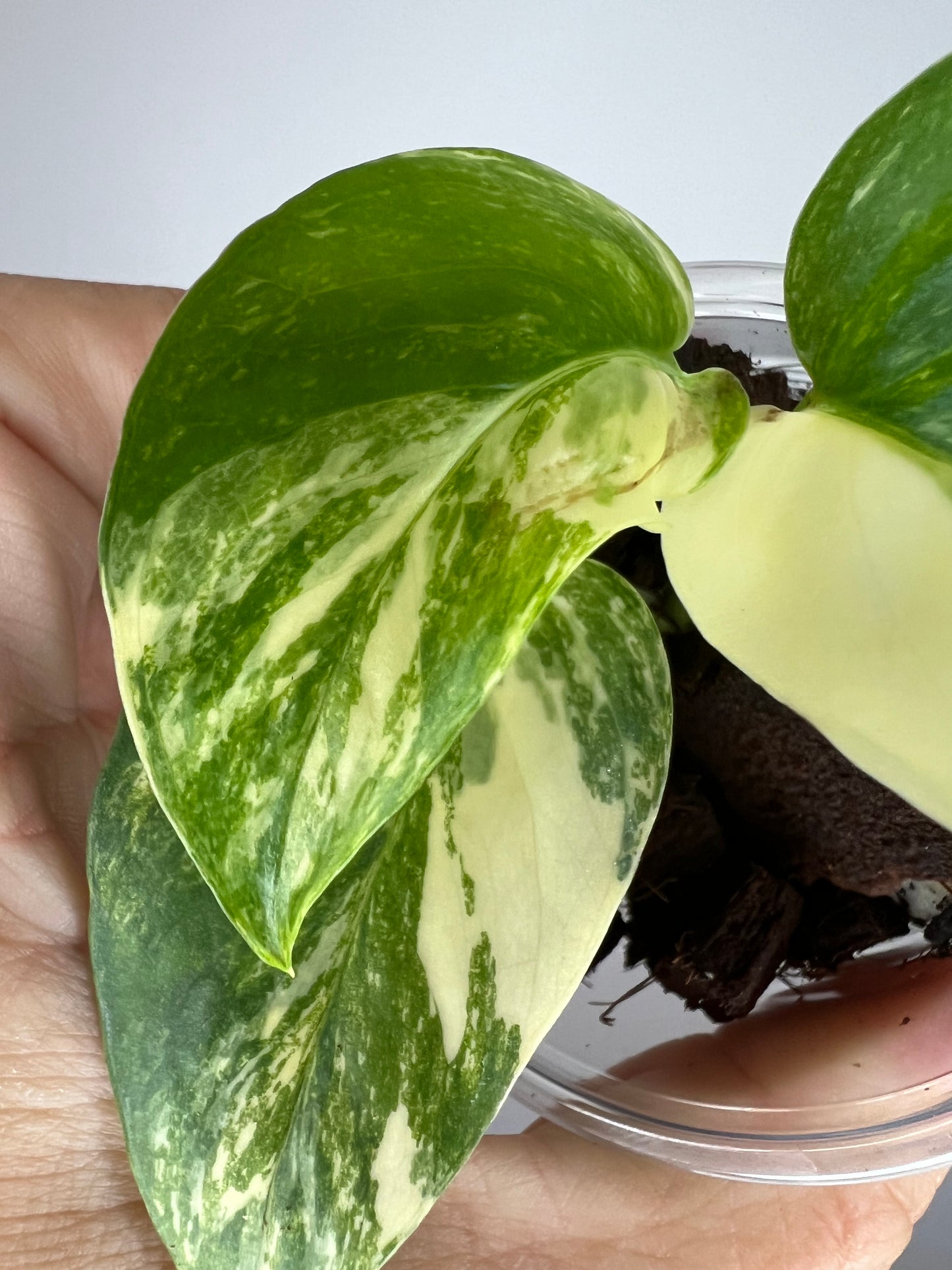 Epipremnum Aureum Colorado Constellation Pothos
