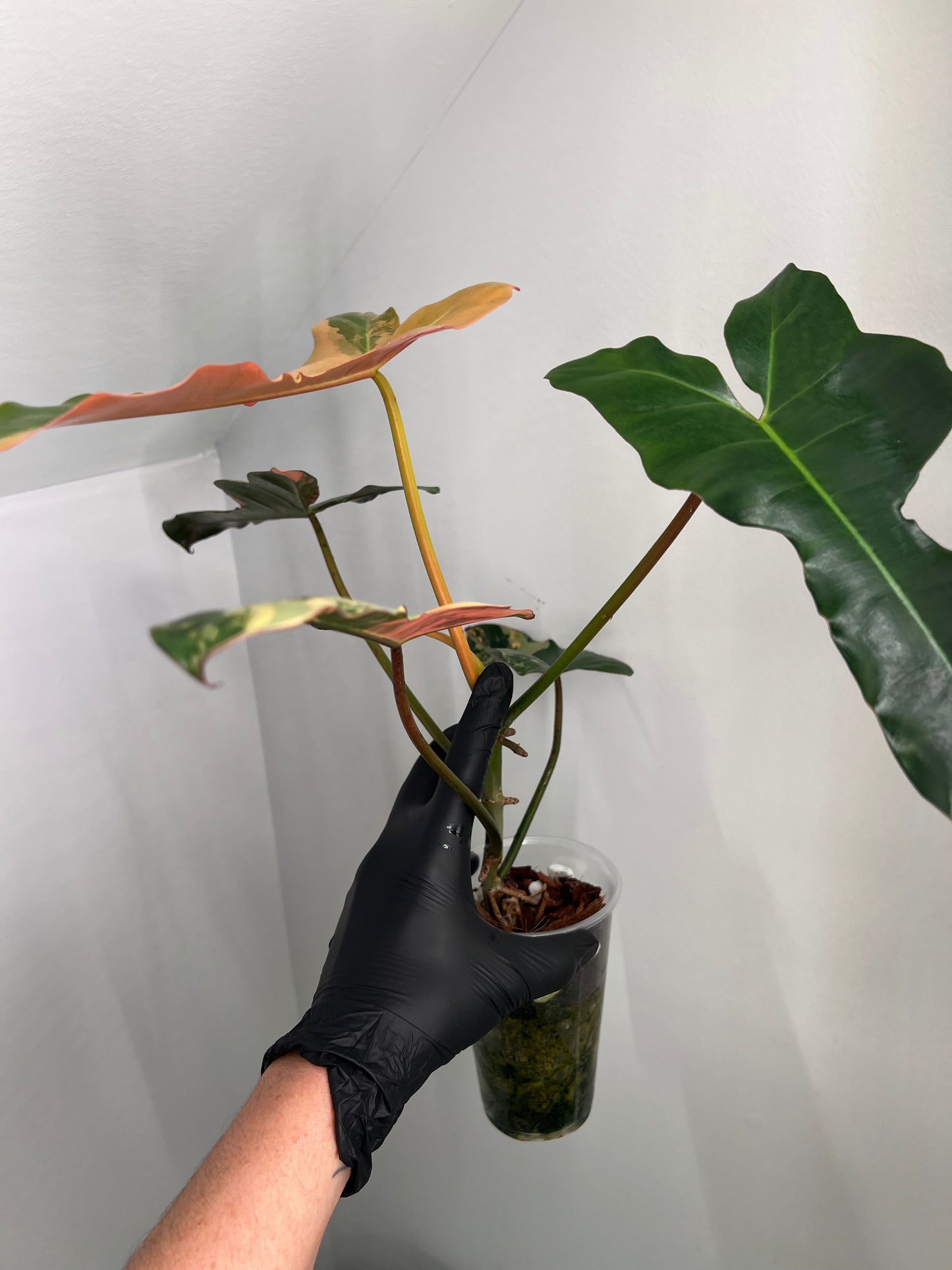 Philodendron Brown Beauty Variegated