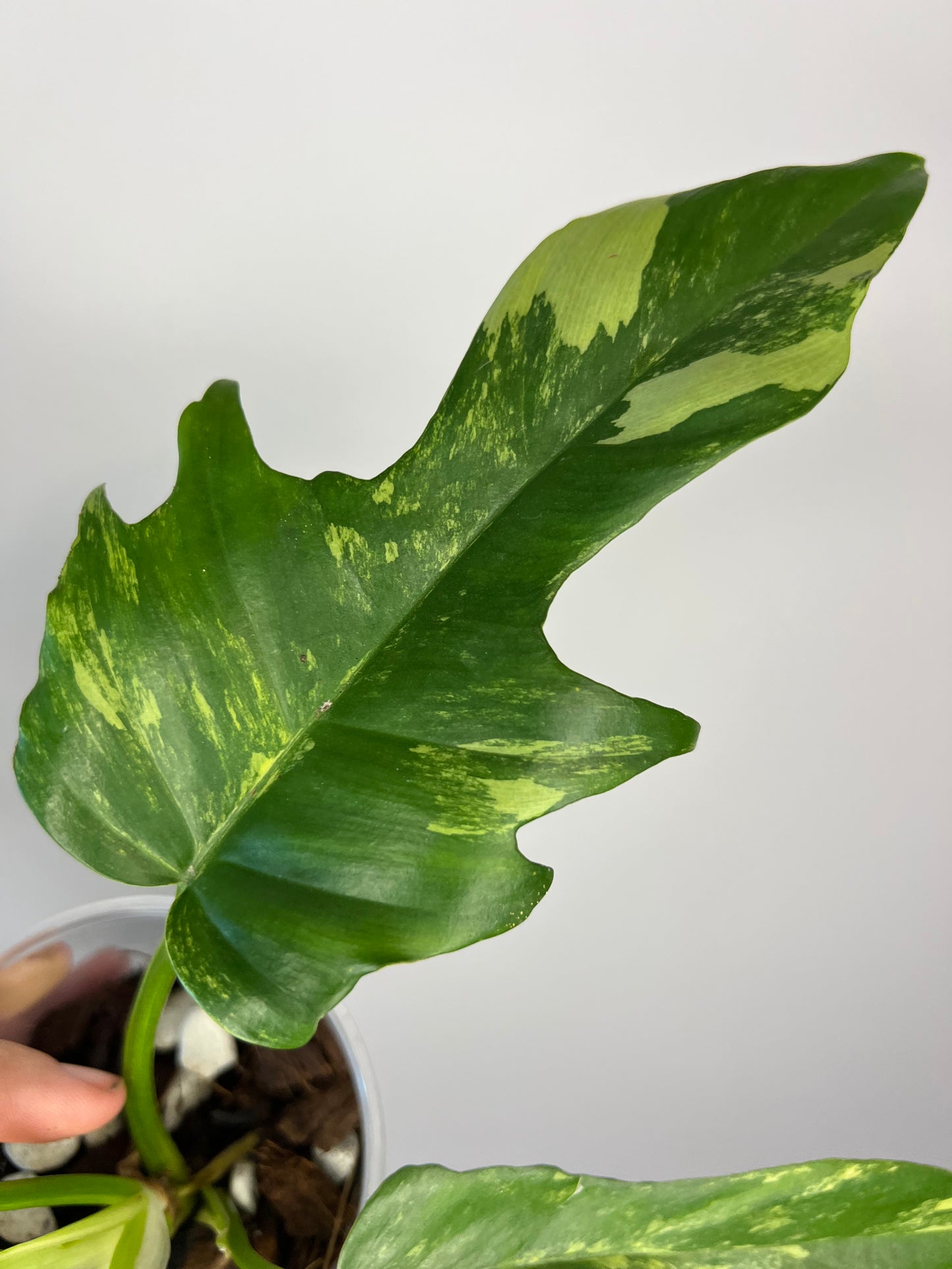 Philodendron Florida Beauty x Tortum Variegated