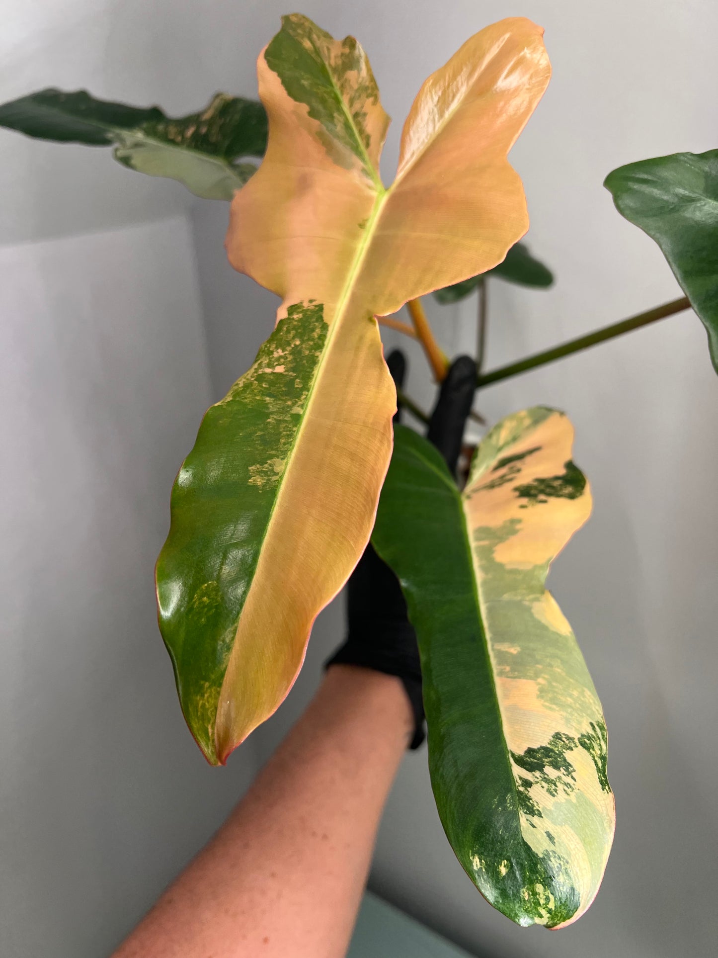 Philodendron Brown Beauty Variegated