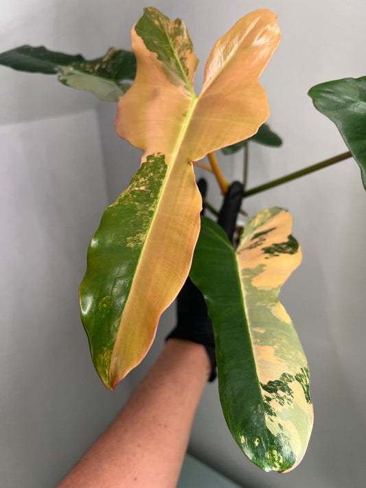 Philodendron Brown Beauty Variegated