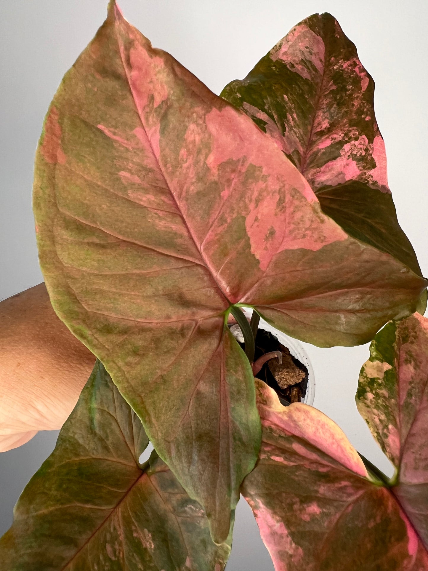 Syngonium Maria Variegated