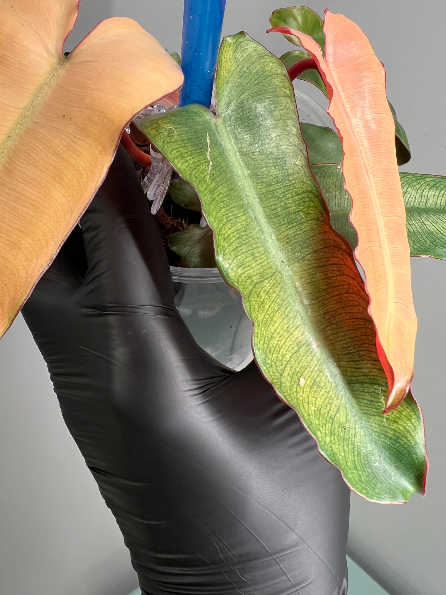 Philodendron Black Billietiea Blue Mint