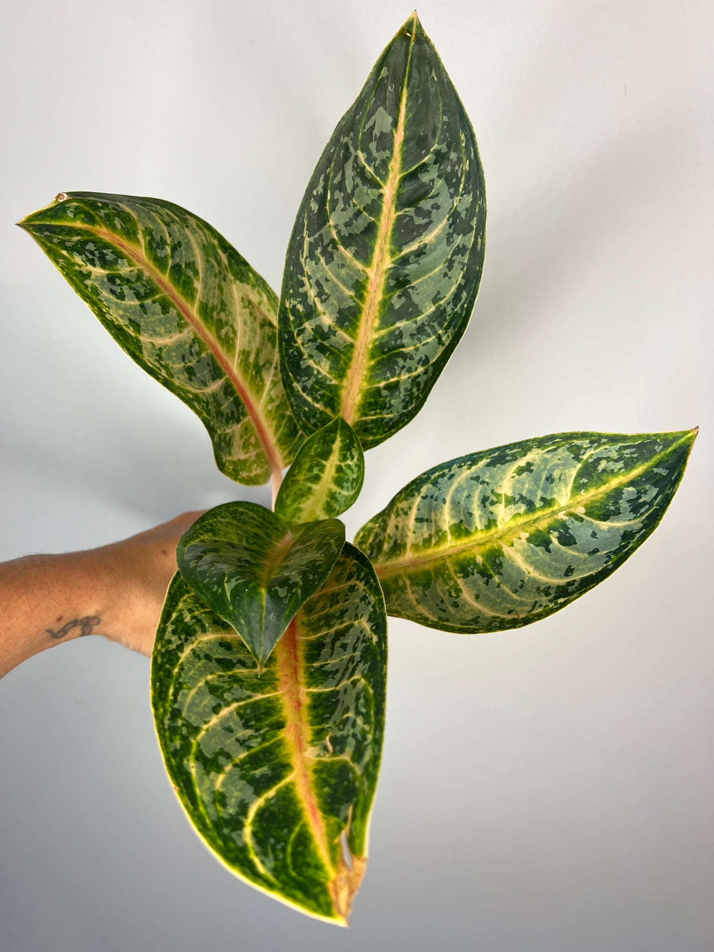 Aglaonema Gaja Mada