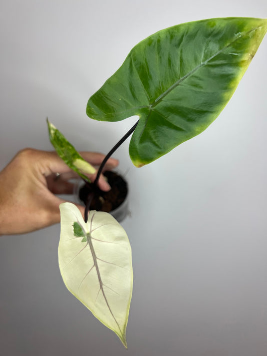 Alocasia Black Stem Albo
