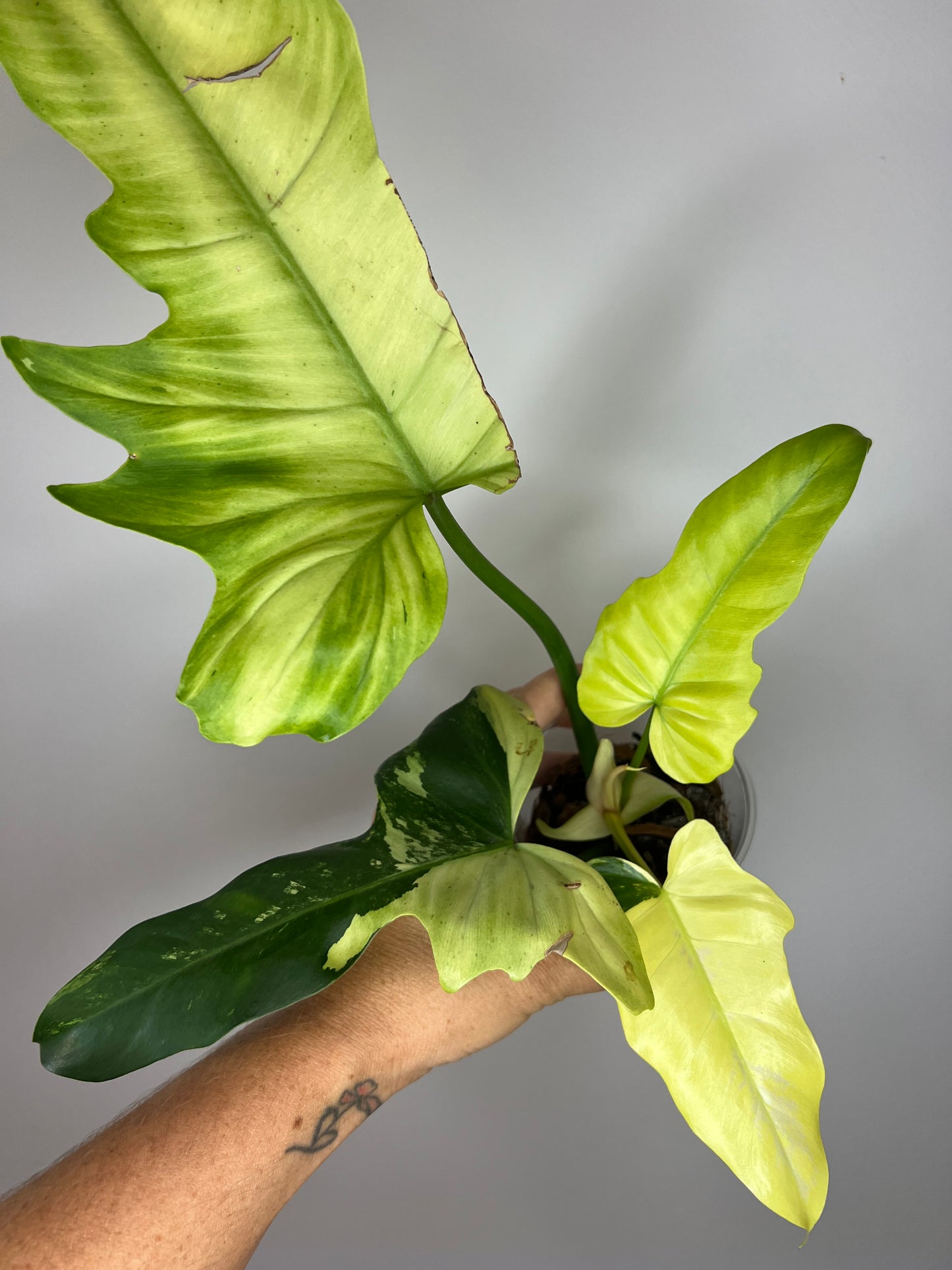 Philodendron Golden Dragon Mint