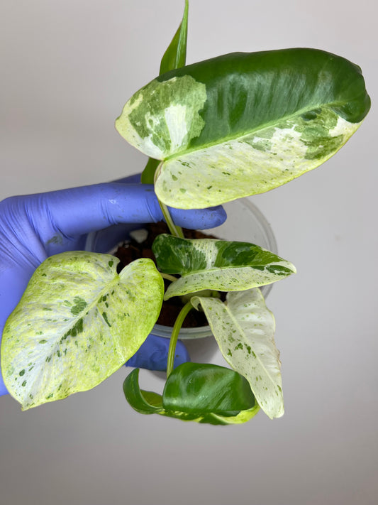 Philodendron Burle Marx Snow White C