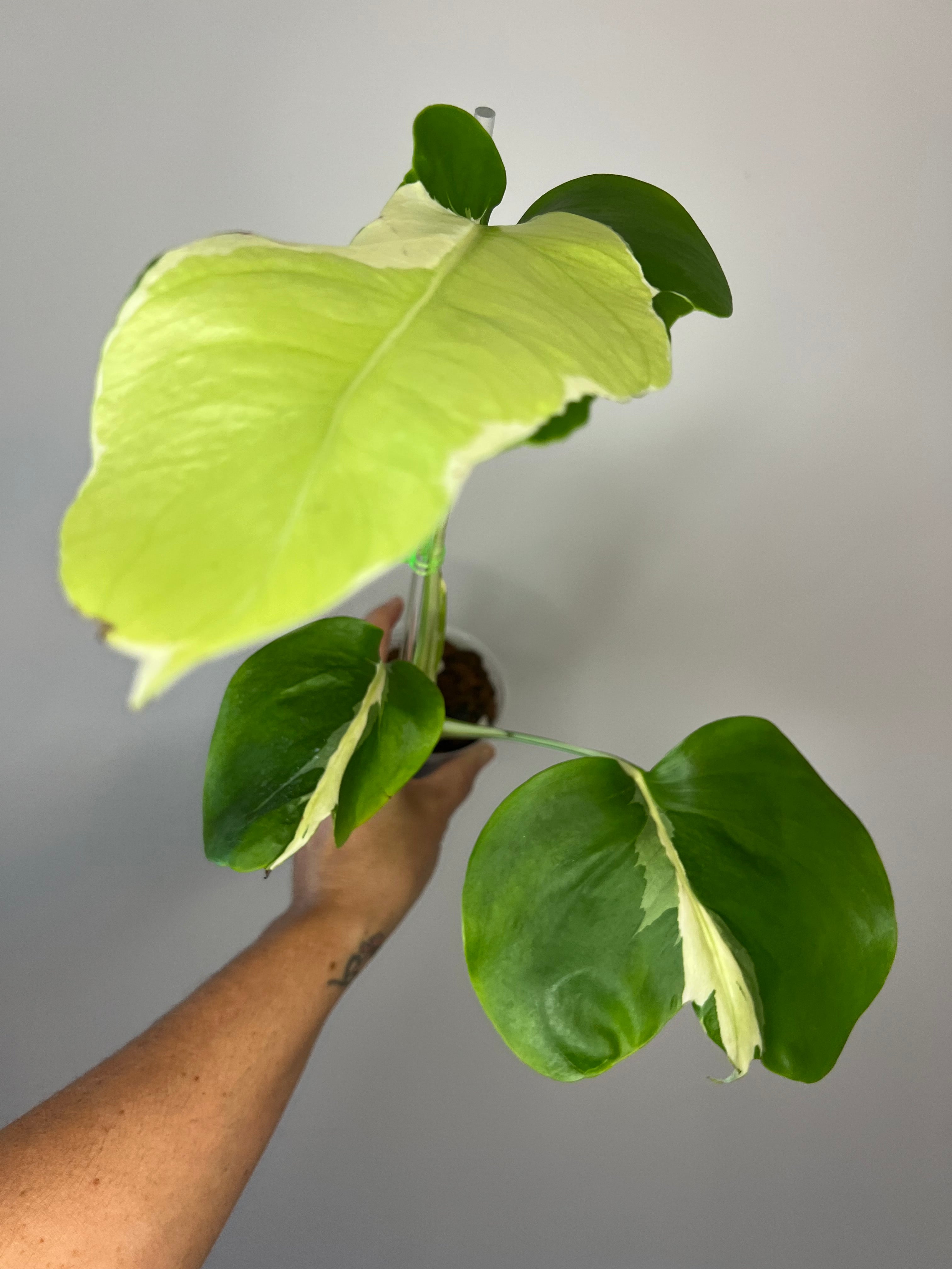 Monstera White Lava - Ultra Rare Variegated Monstera – Bayside