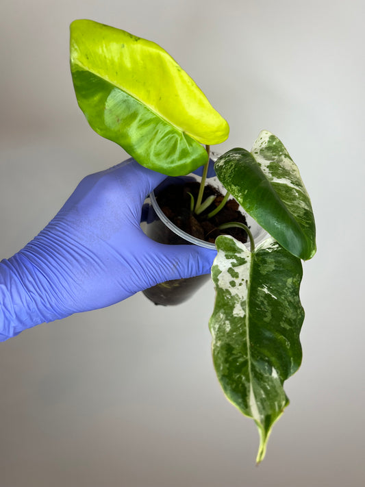 Philodendron Burle Marx Snow White D