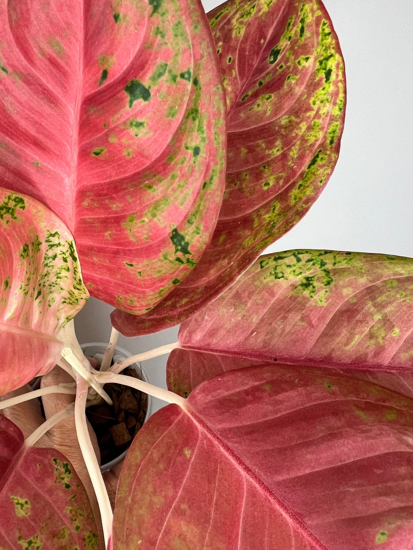 Aglaonema Aden Mutation