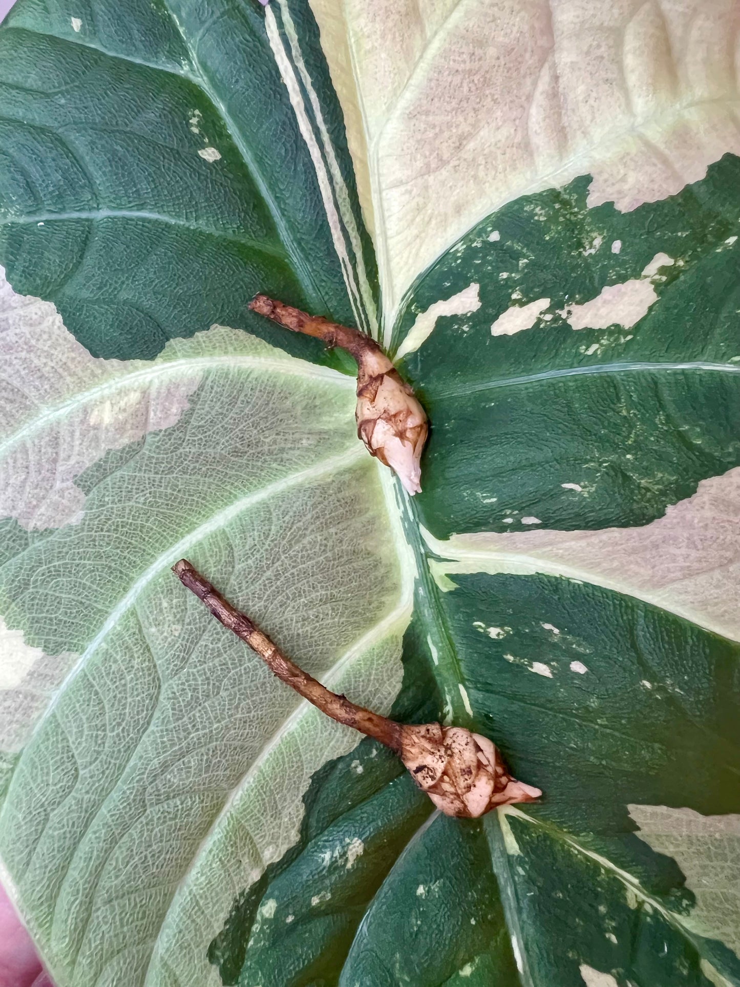 Alocasia Maharani Albo Corm