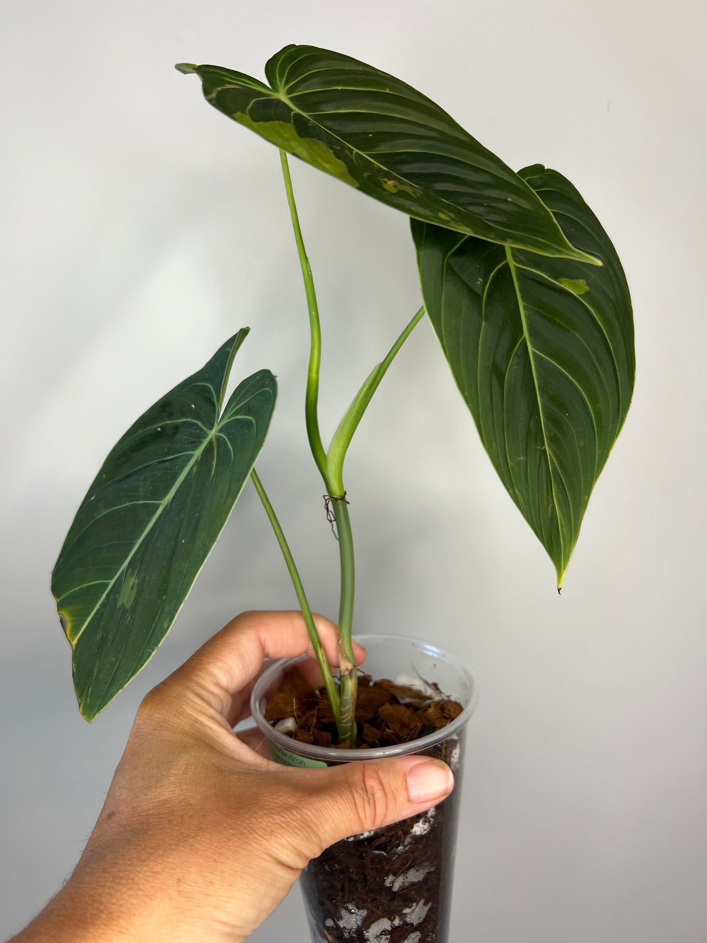 Philodendron Melanocrysum Variegated