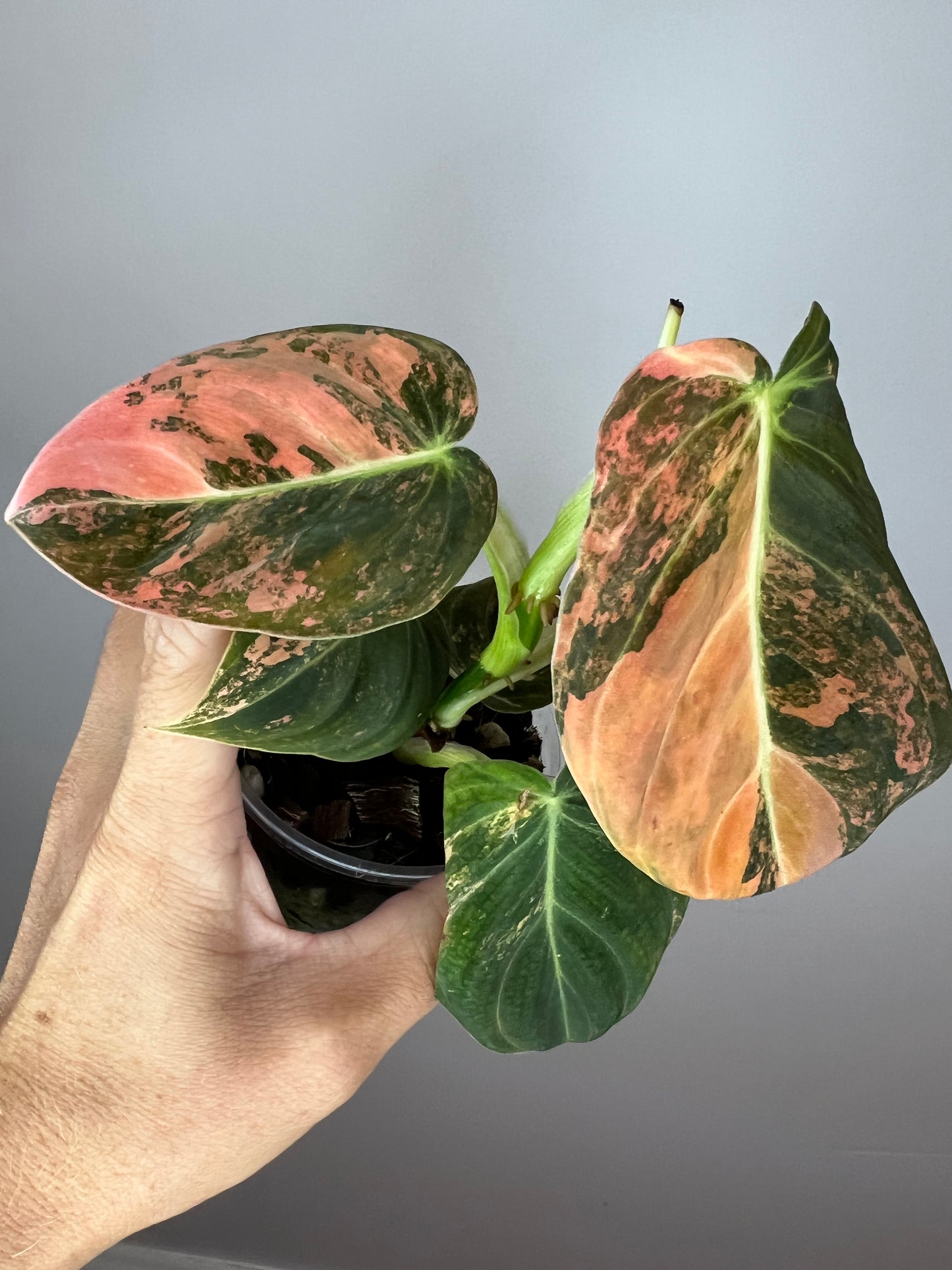 Philodendron Melanocrysum Orange