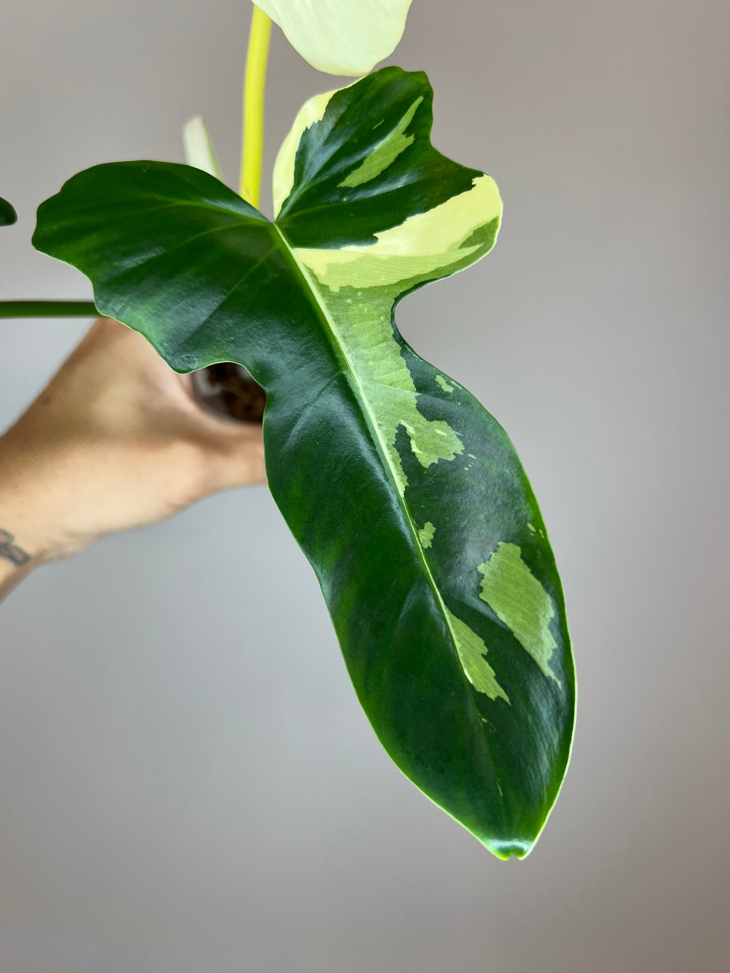 Philodendron Golden Dragon