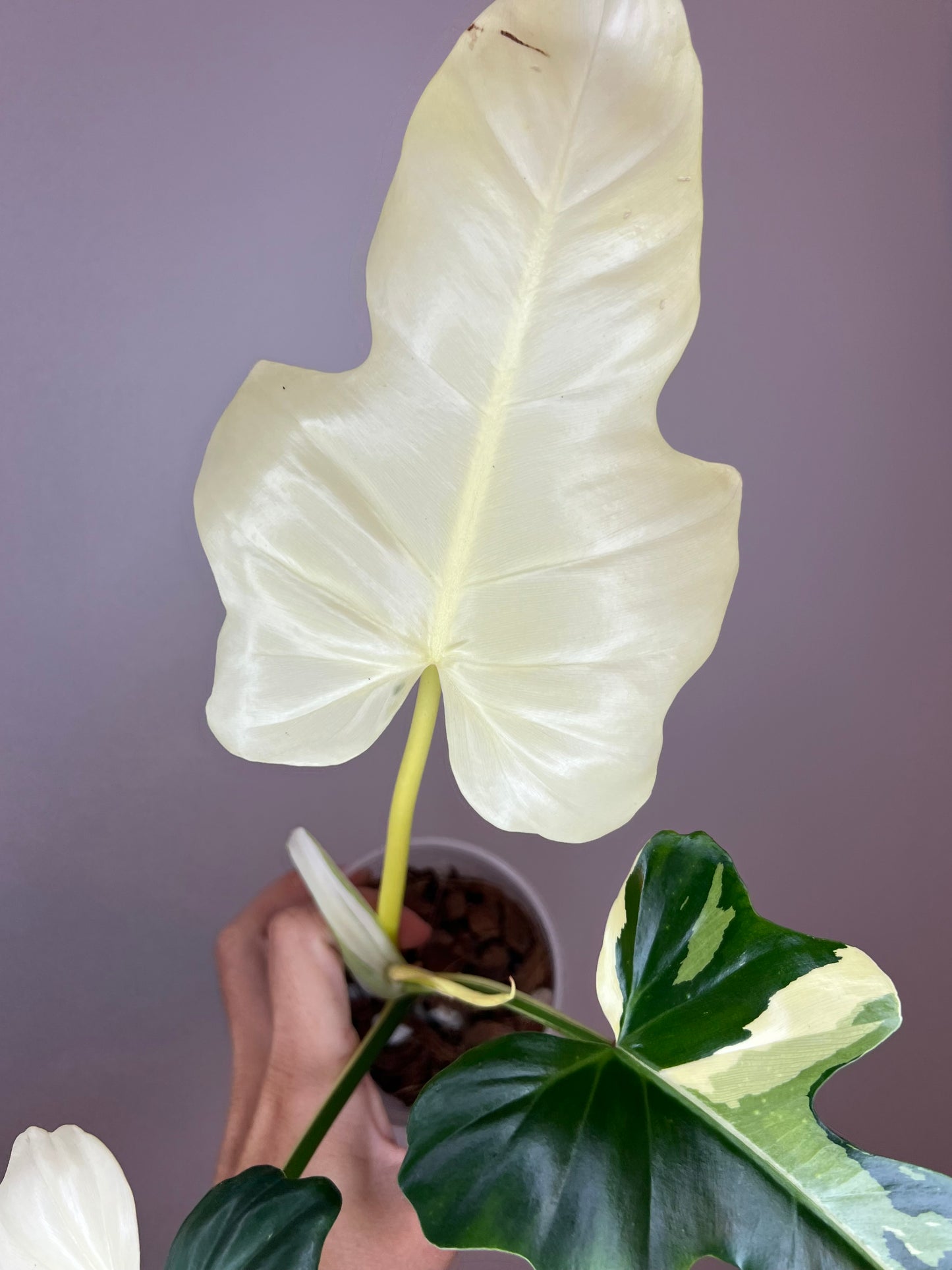 Philodendron Golden Dragon