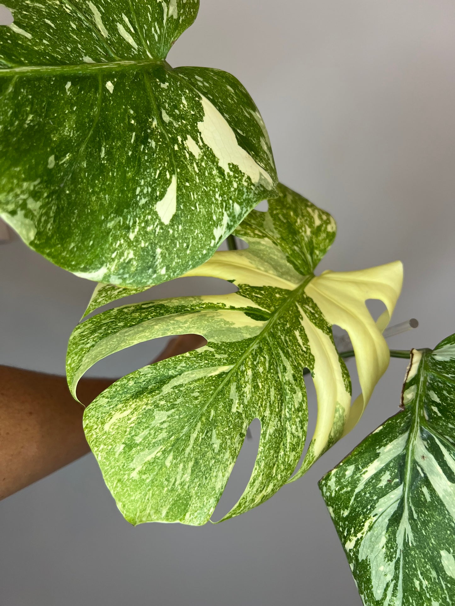 Monstera Legacy
