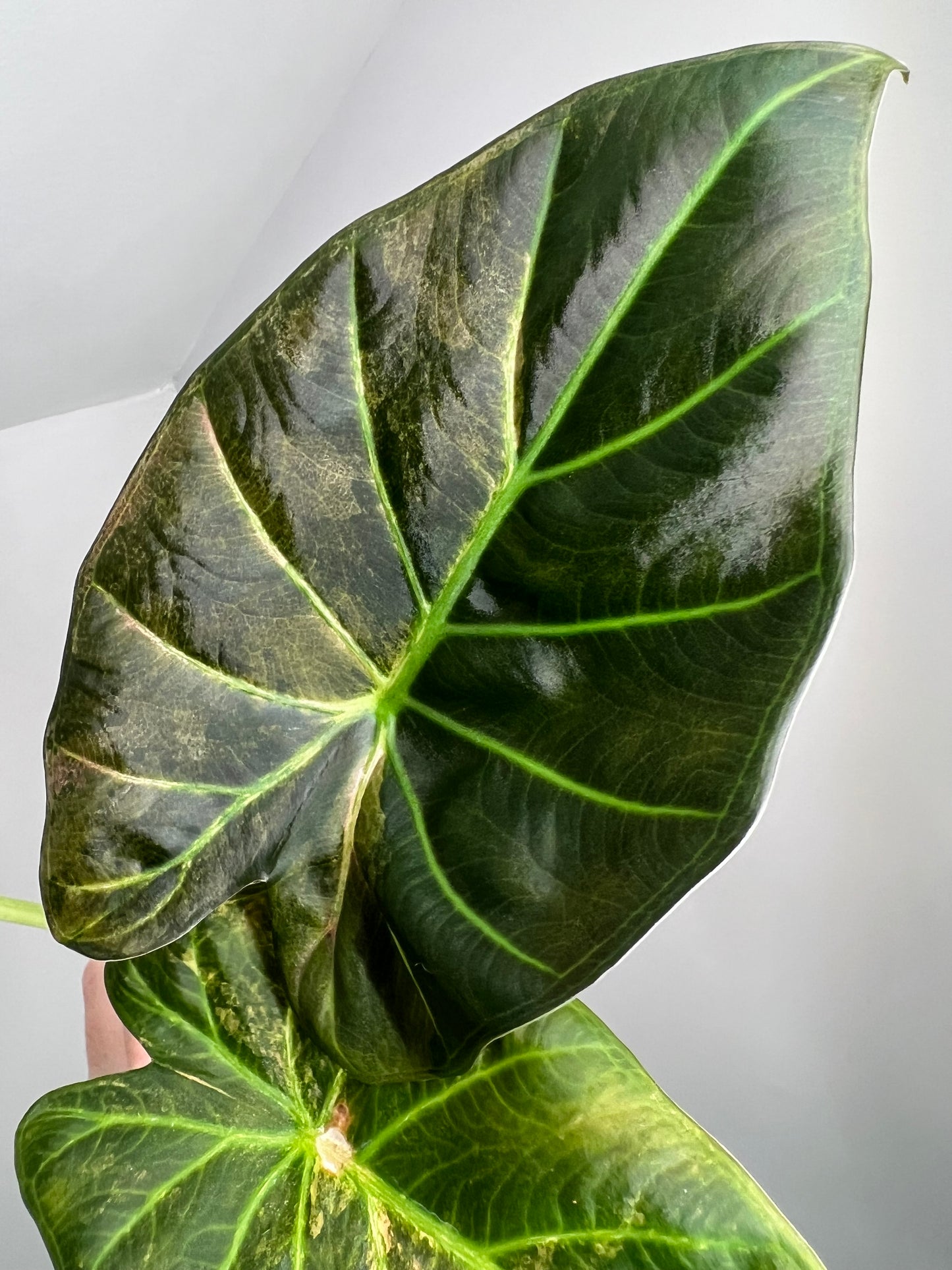 Alocasia Regal Shield Aurea Corm