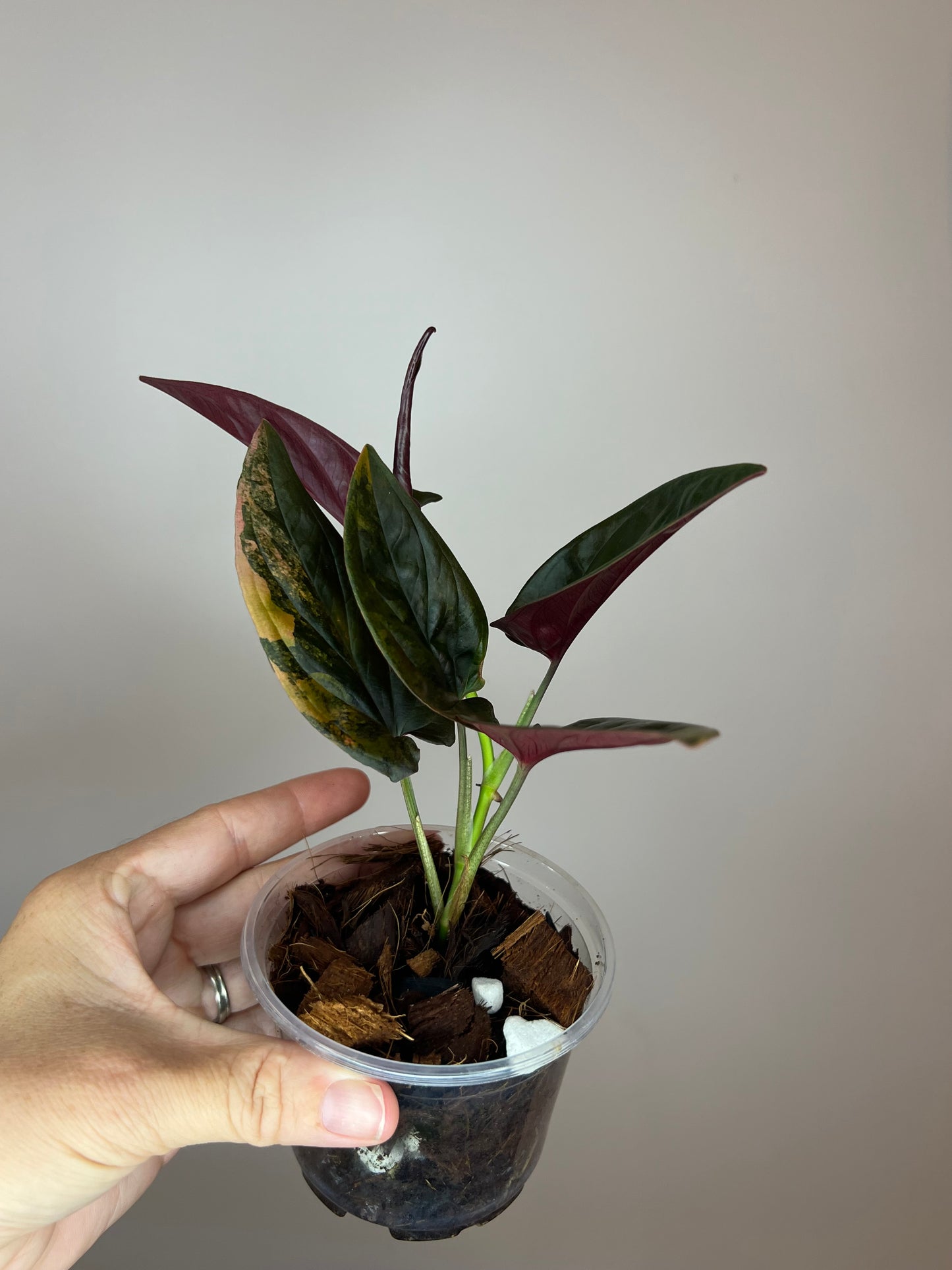 Syngonium Llano Carti Variegated