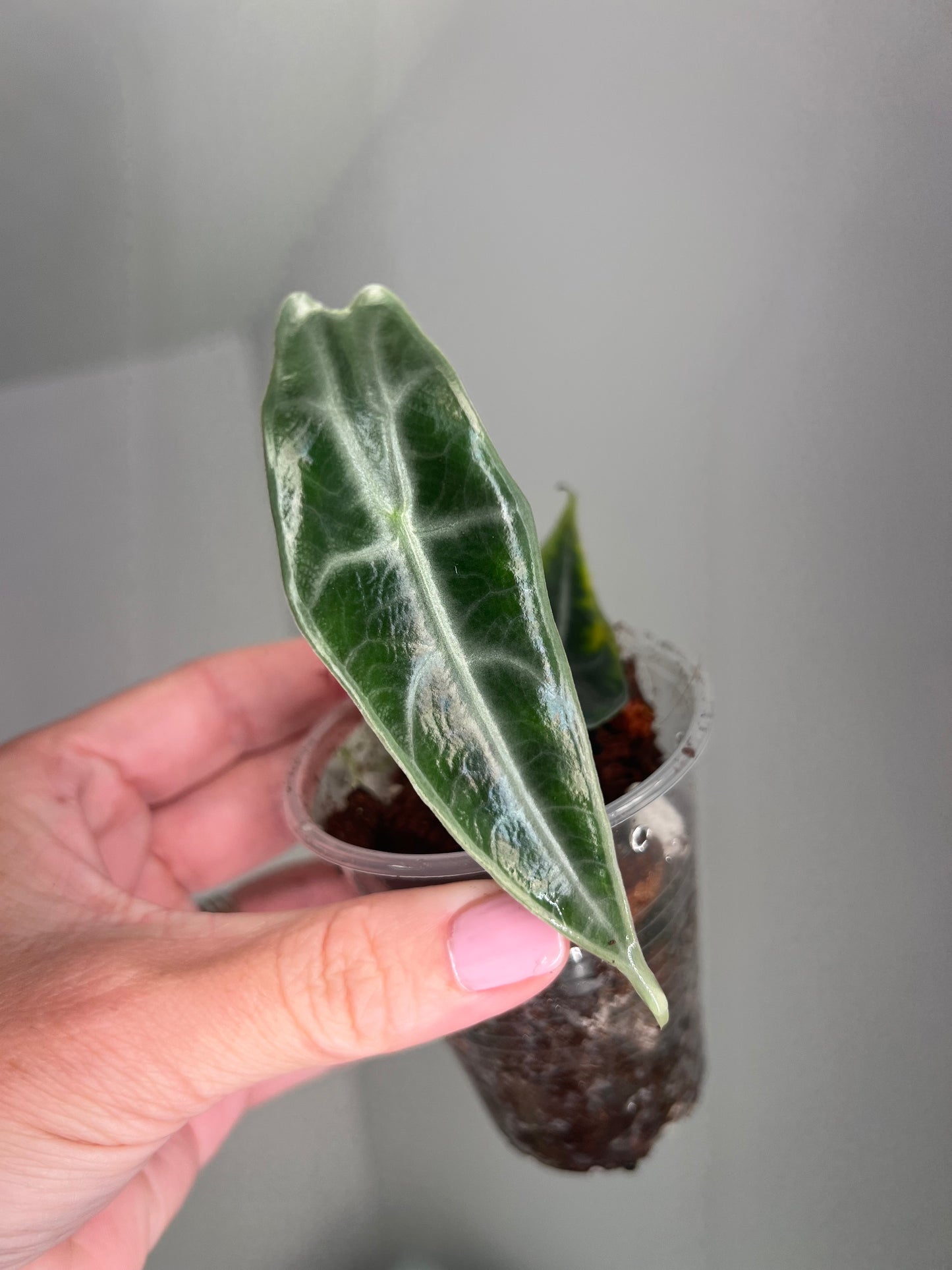 Alocasia Longiloba Purple
