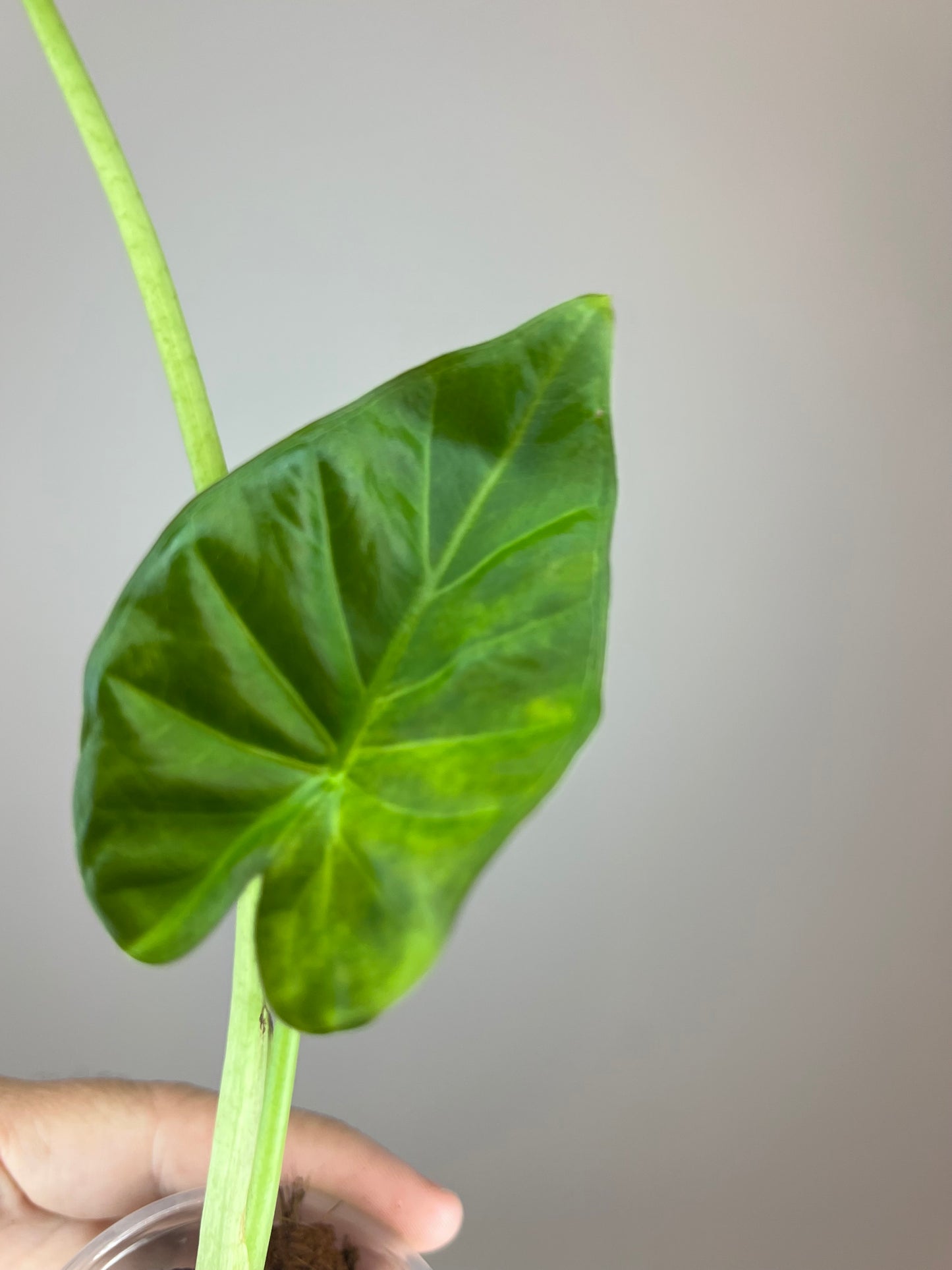 Alocasia Regal Shield Aurea "Blue Jeans"