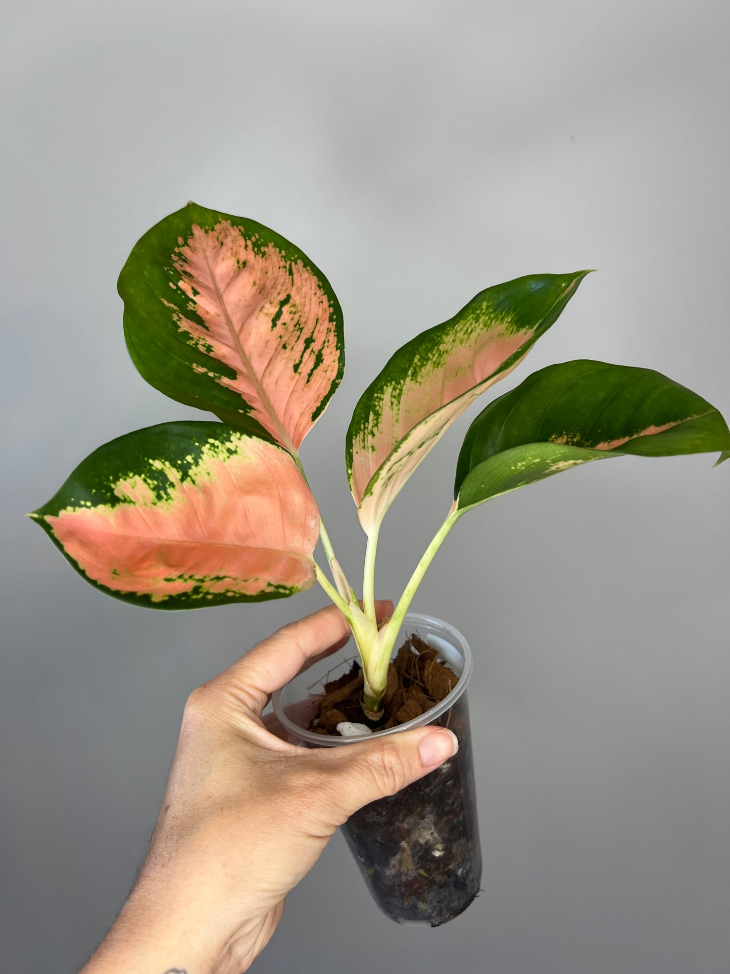 Aglaonema Orange Suksom 🍊
