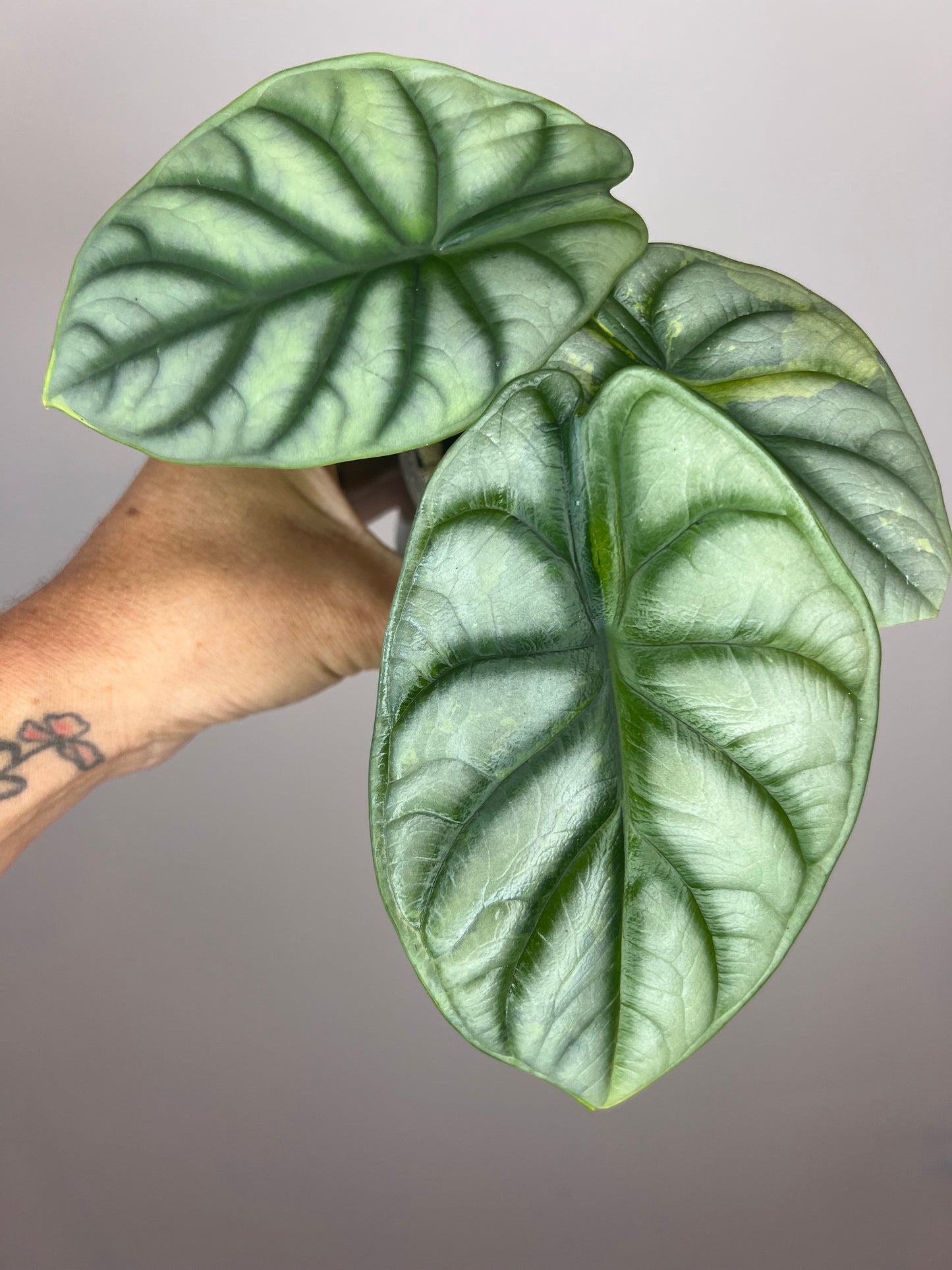 Alocasia Silver Dragon Aurea