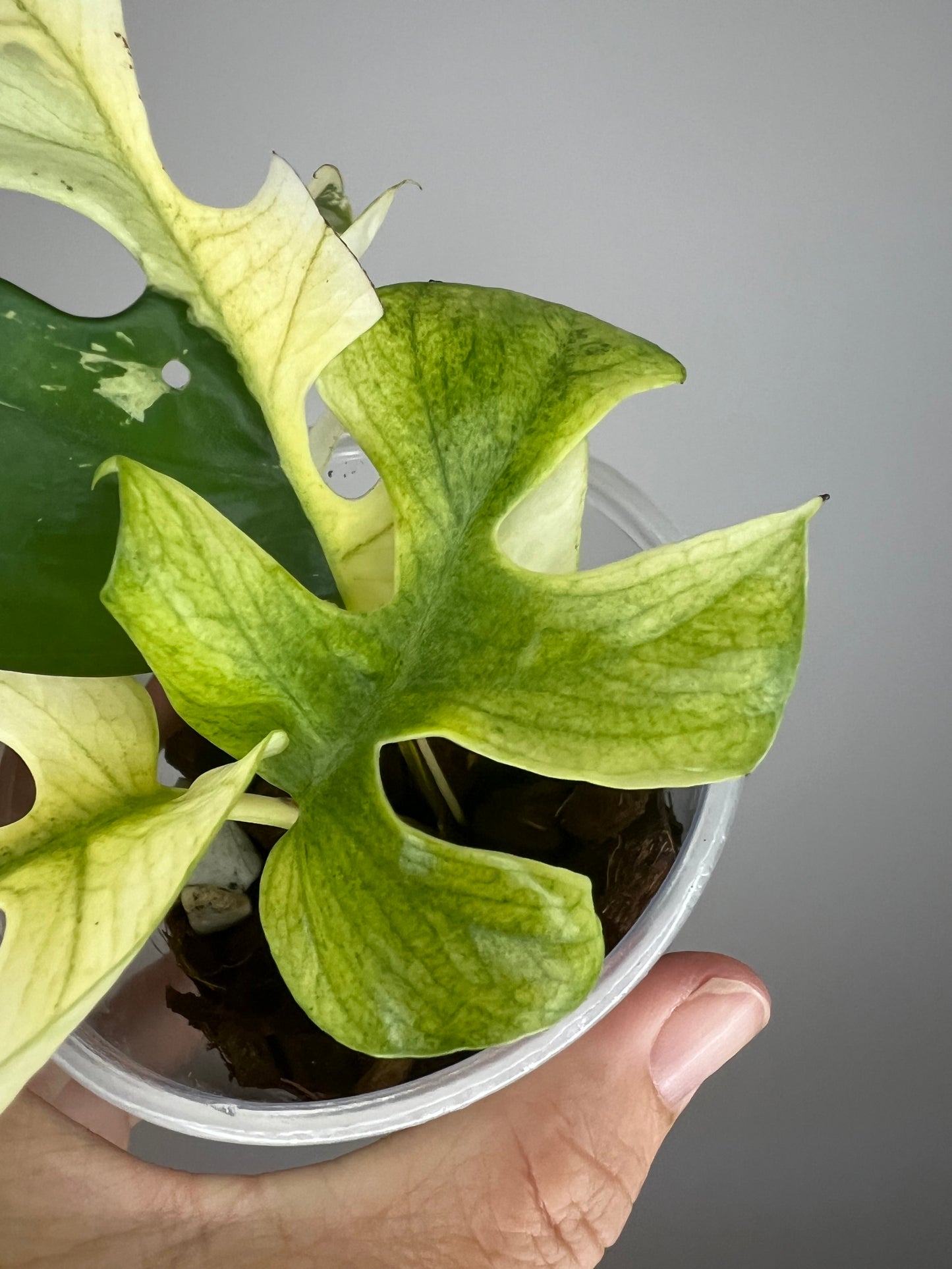 Raphidophora Tetrasperma White Monster