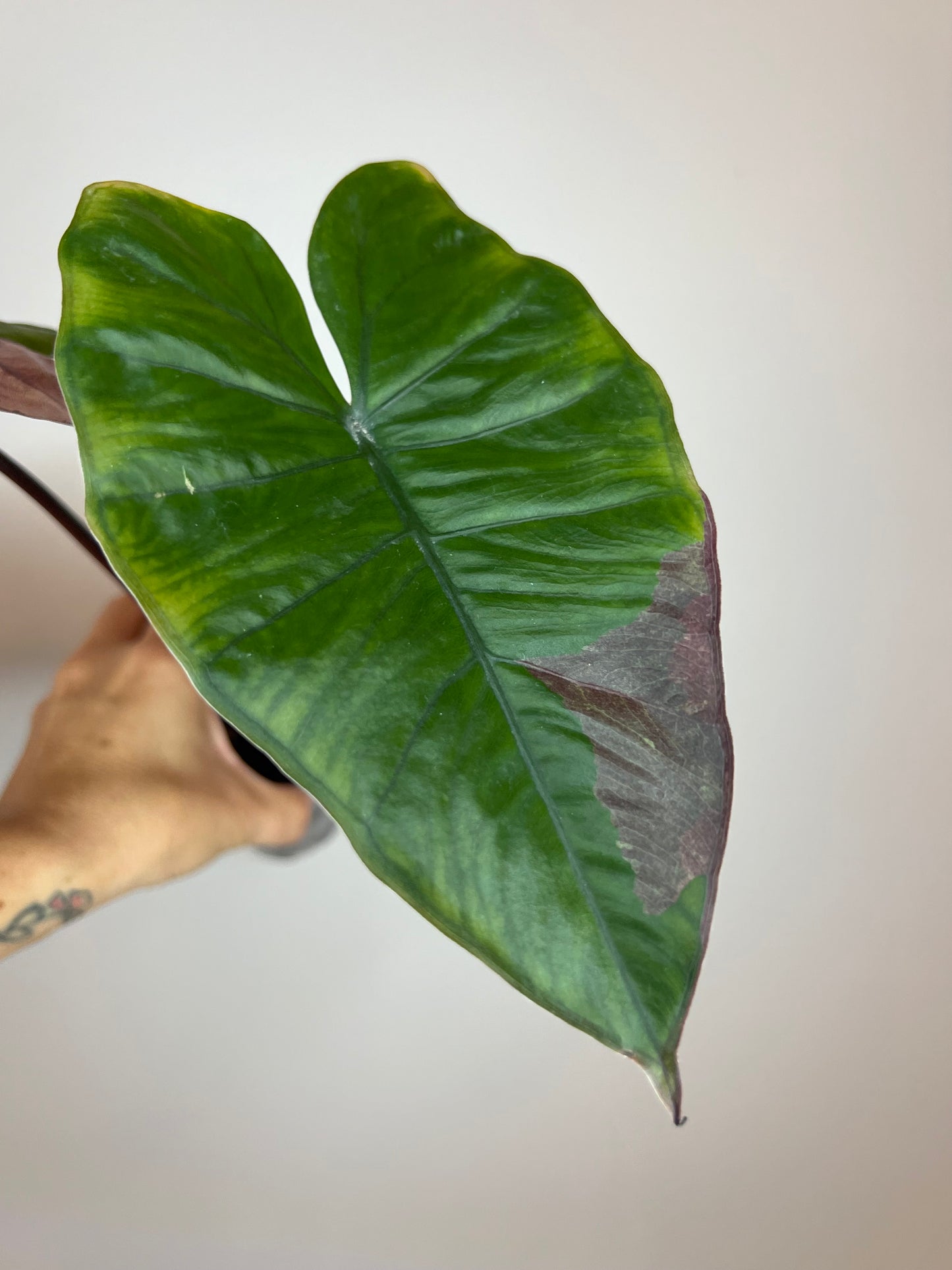 Alocasia Plumbea Pink