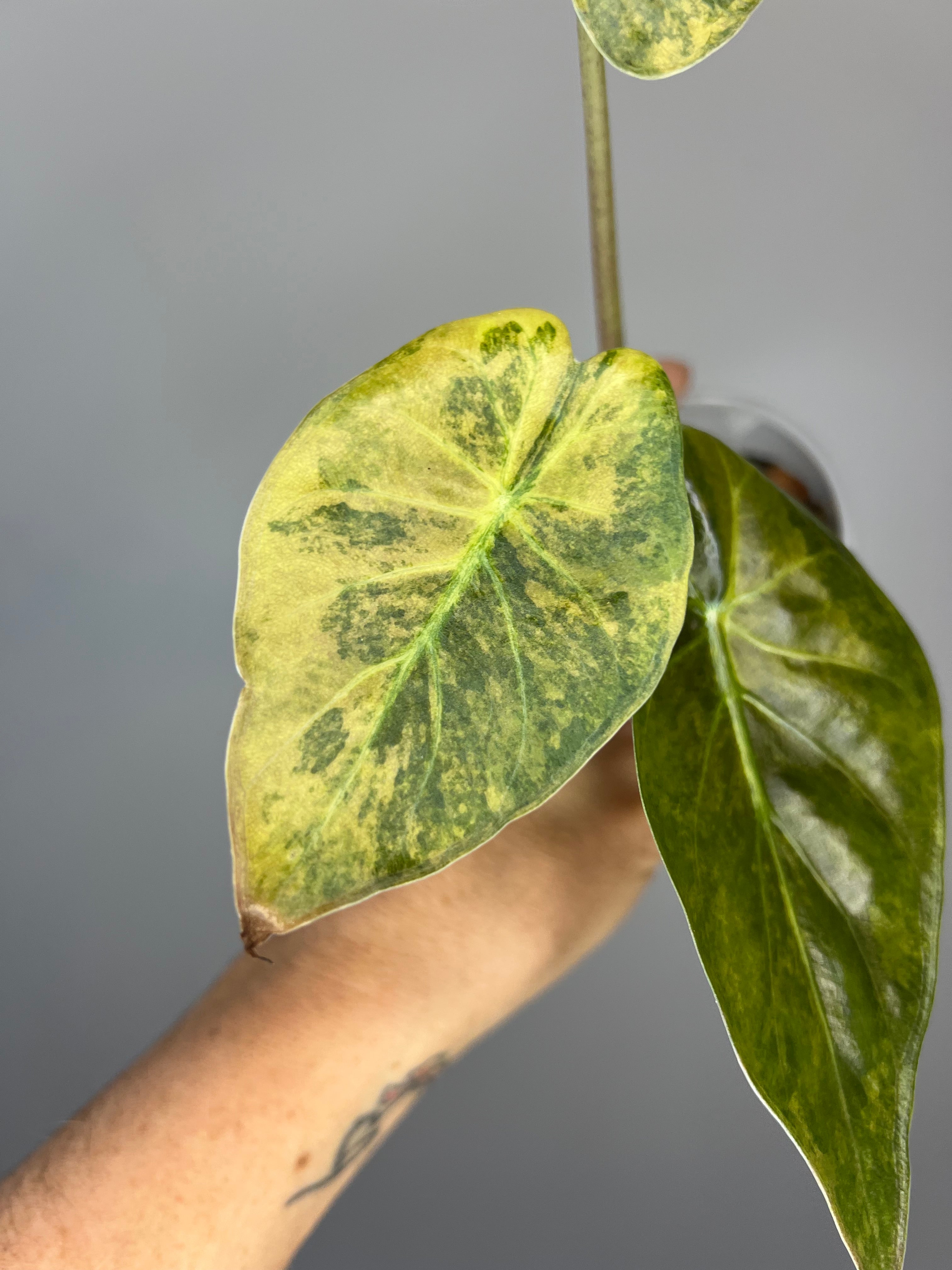 Alocasia Wentii Sunset - Stunning Tropical Statement Plant