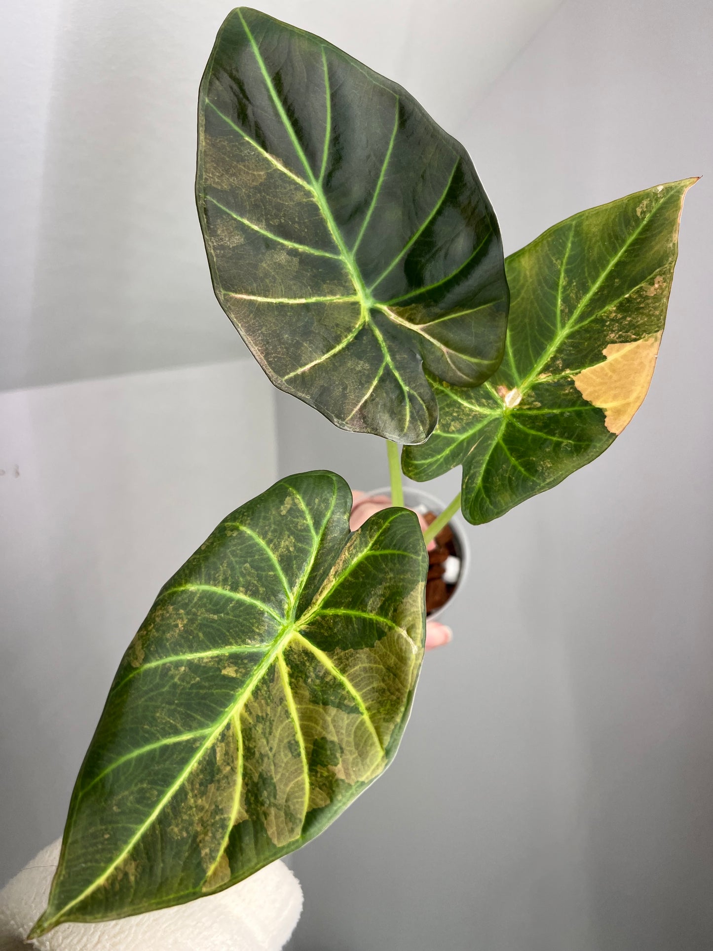 Alocasia Regal Shield Aurea Corm