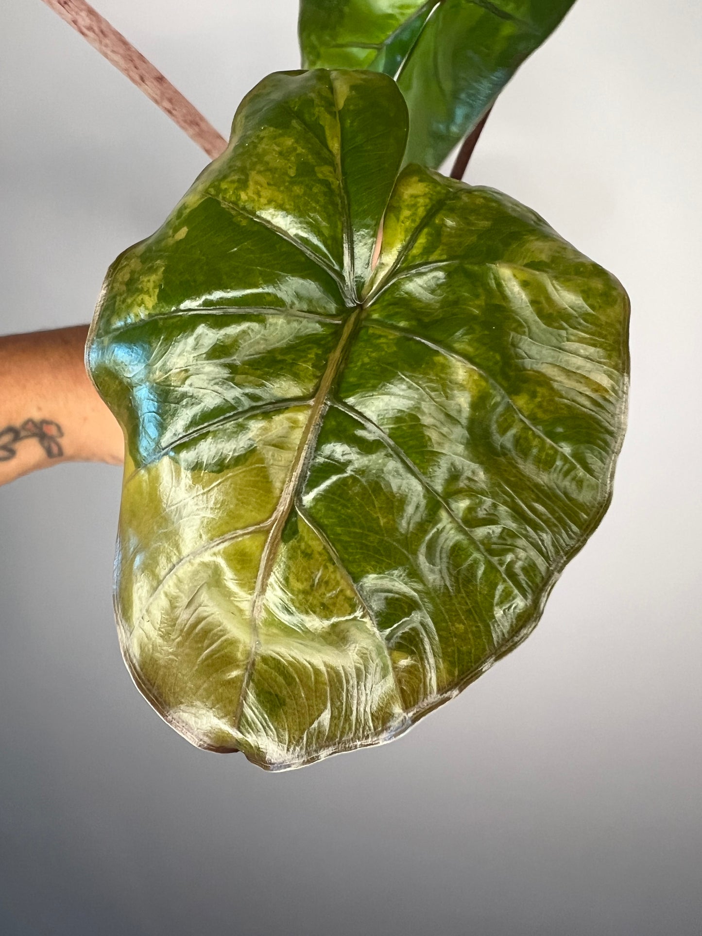 Alocasia Yucatan Princess Variegated