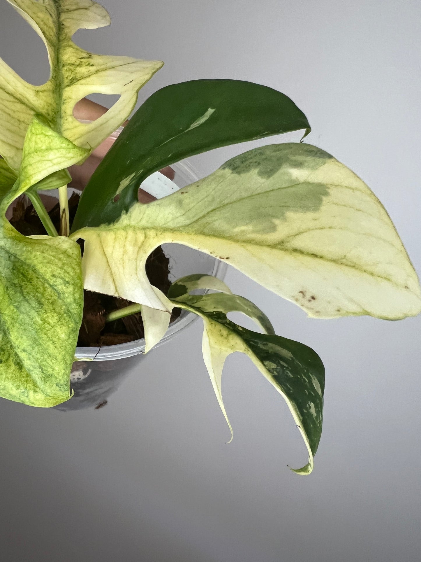 Raphidophora Tetrasperma White Monster