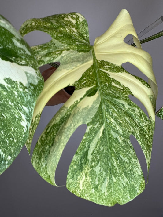 Monstera Legacy