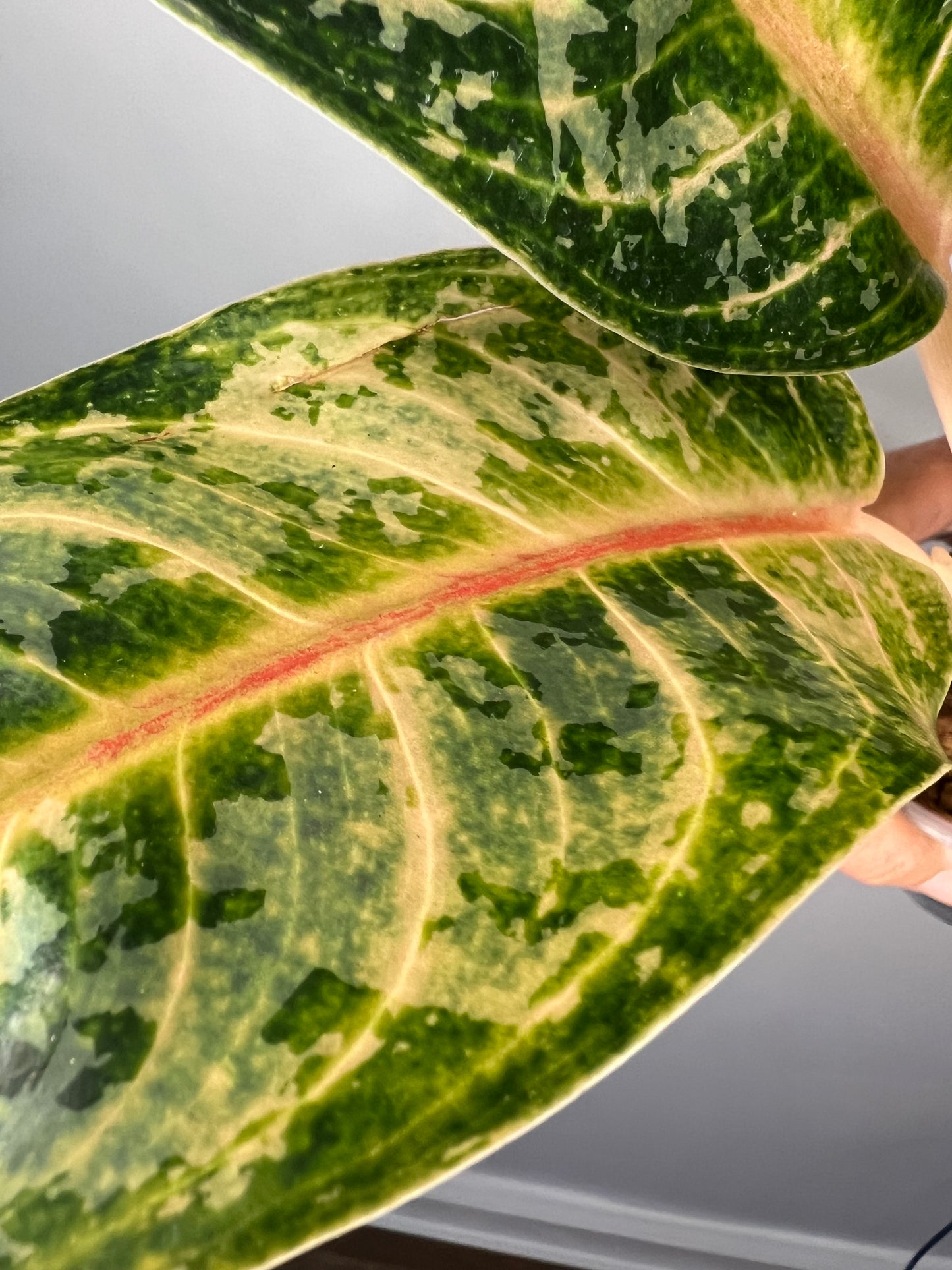 Aglaonema Gaja Mada