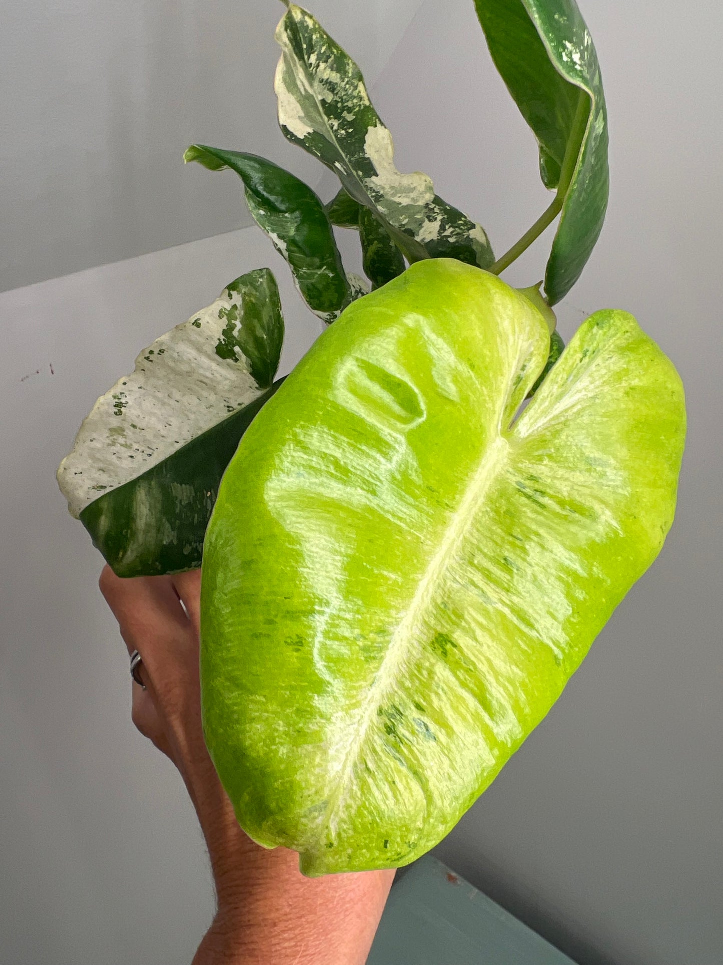 Philodendron Burle Marx Snow White B