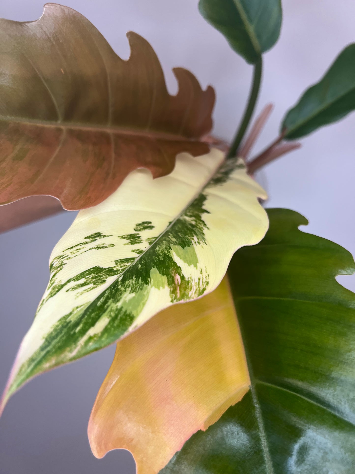 Philodendron Carmel Marble