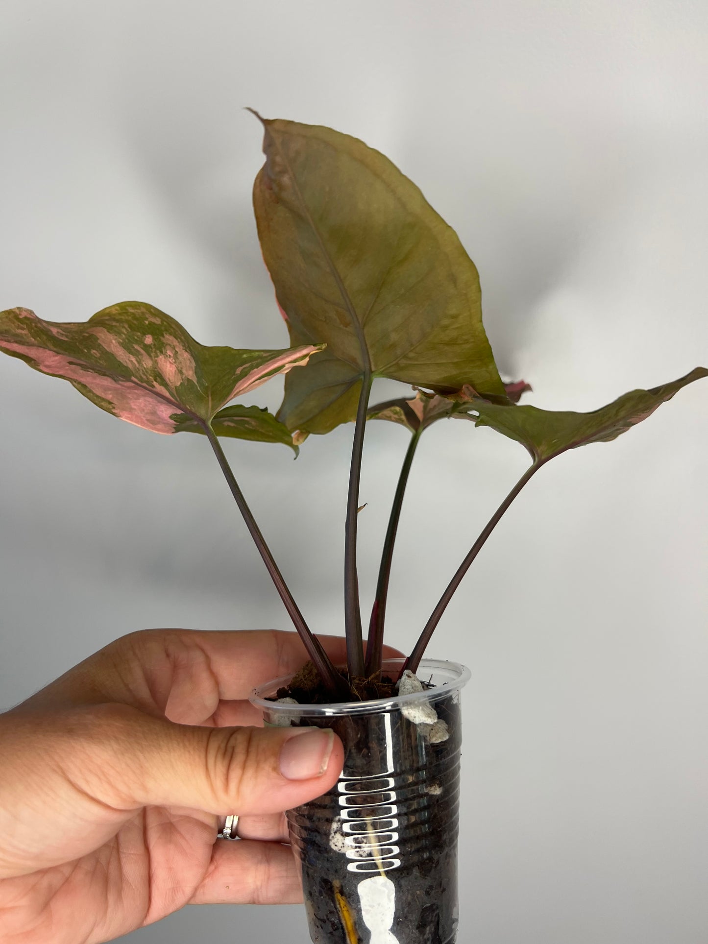 Syngonium Maria Variegated
