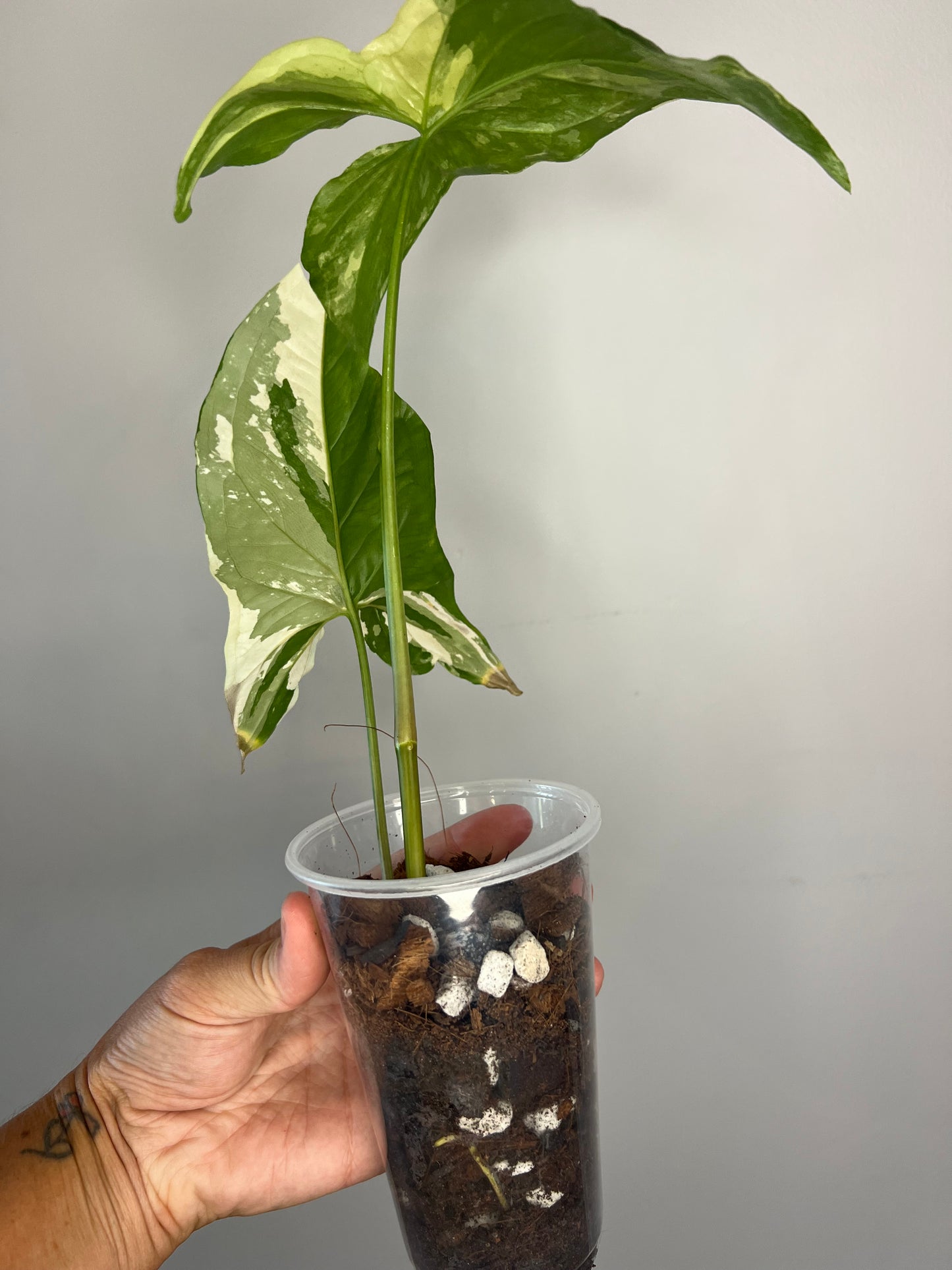 Syngonium Albo