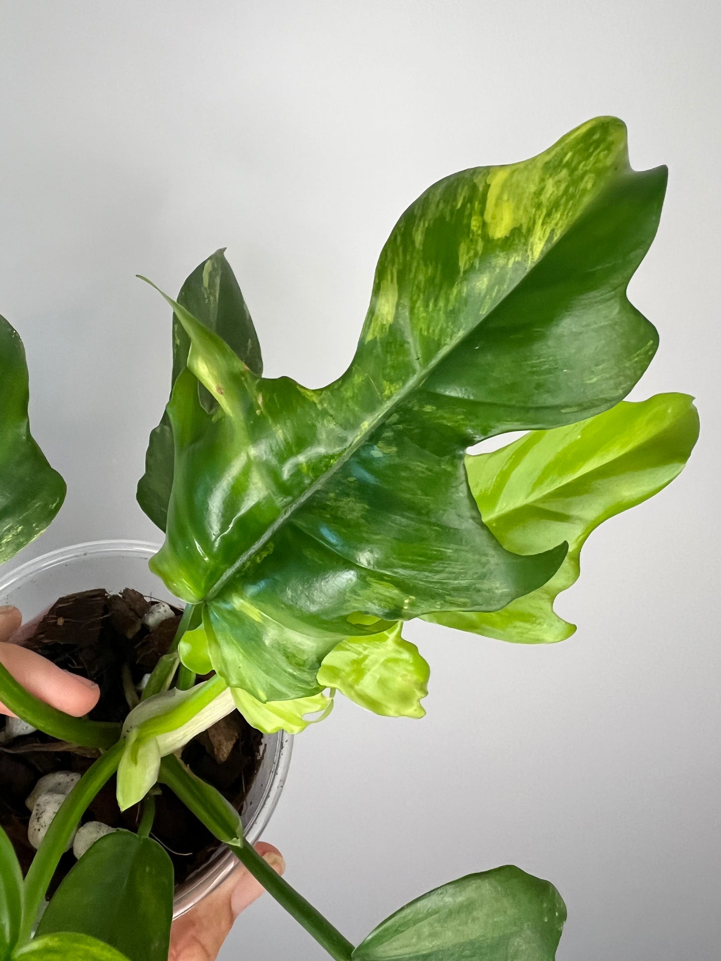 Philodendron Florida Beauty x Tortum Variegated