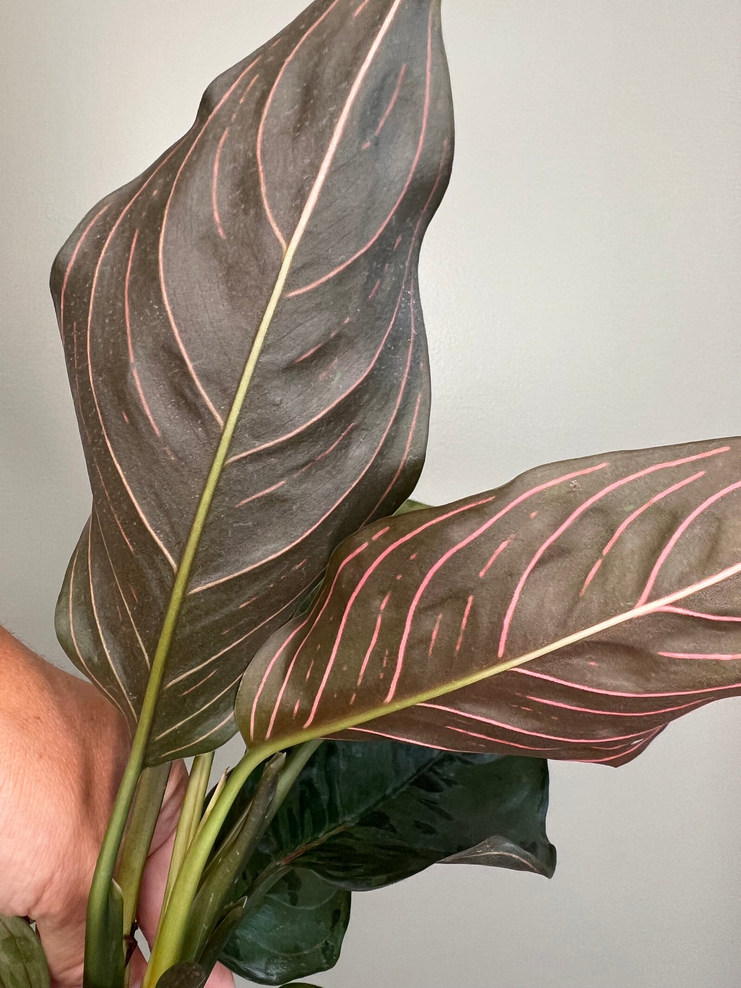 Aglaonema Red Army