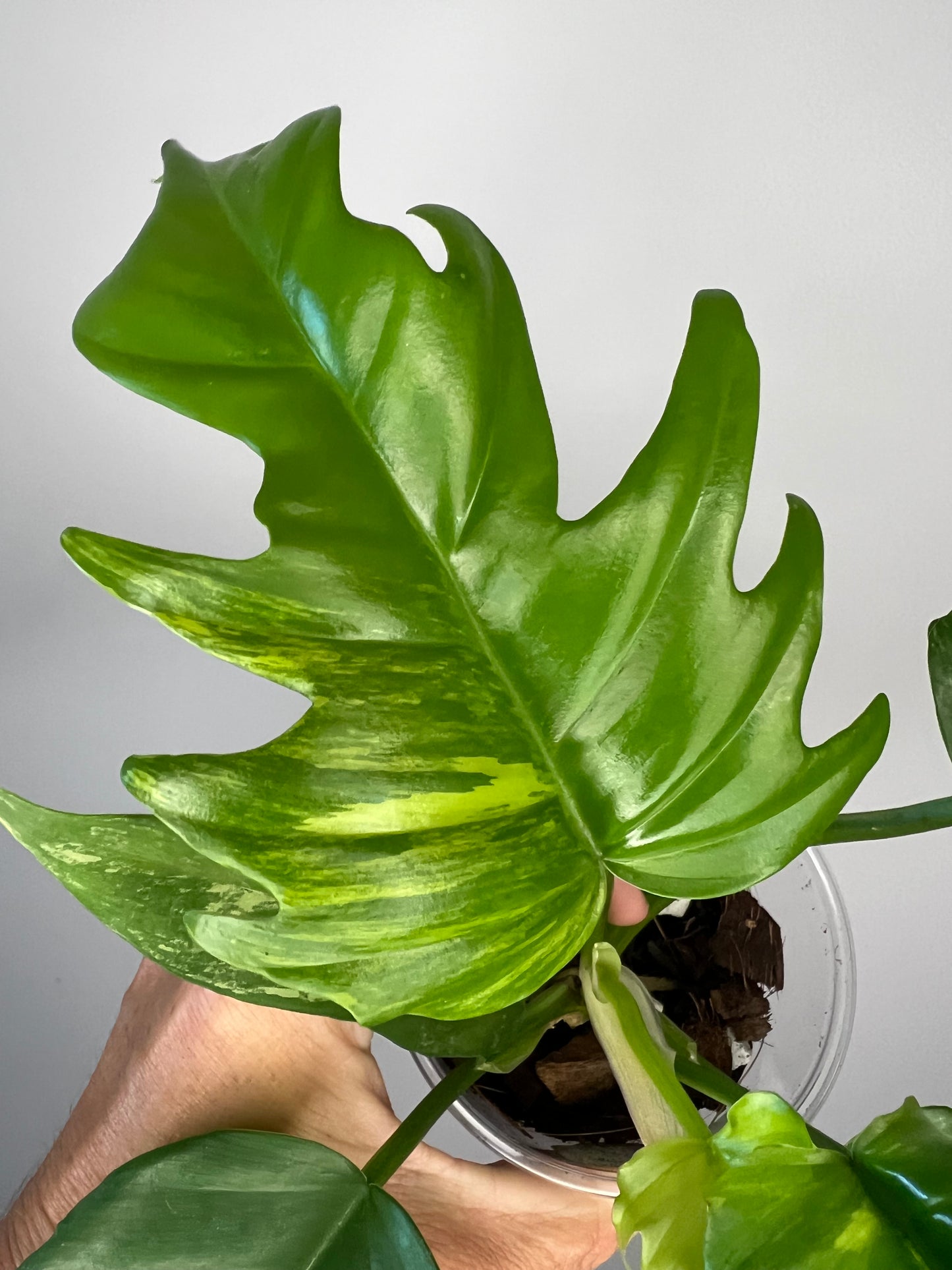 Philodendron Florida Beauty x Tortum Variegated