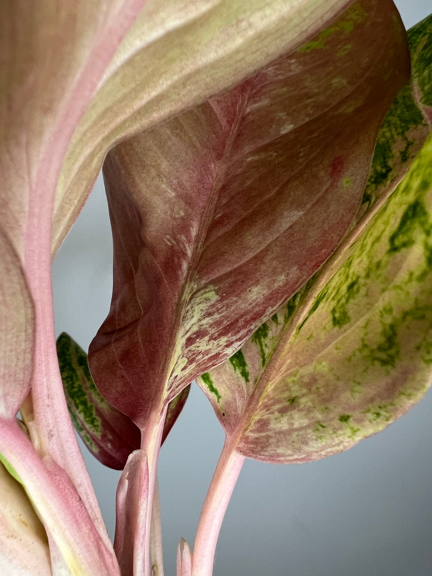 Aglaonema Bethany Variegated
